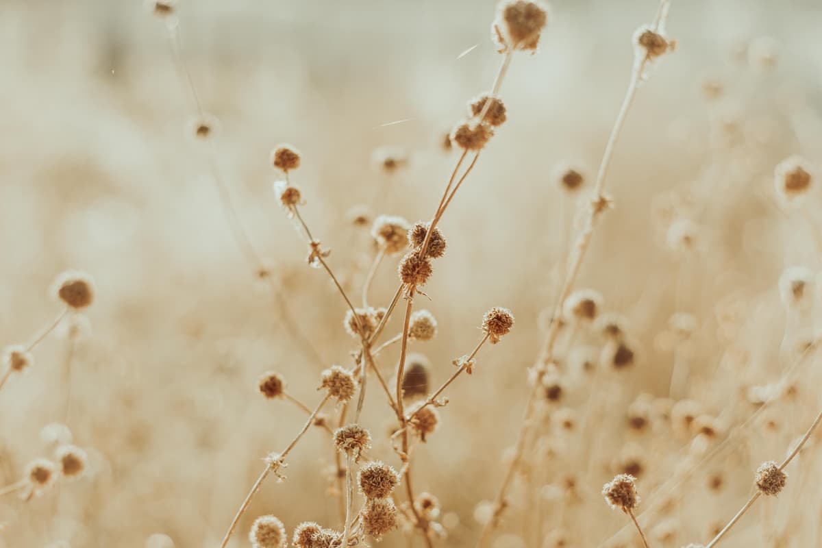 Dried wildflowers with small seed heads in soft focus. New Mexico Native Plants bloom here