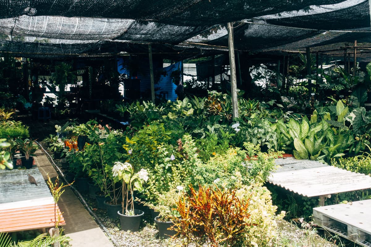 A vibrant outdoor plant nursery filled with greenery and flowers