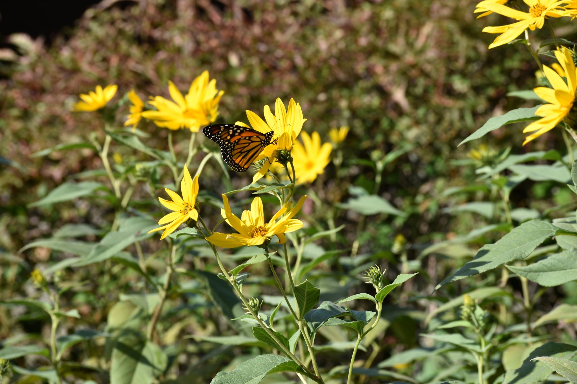 A colorful native pollinator garden with purple coneflowers, black-eyed Susans, and butterfly milkweed blooming in an Ohio backyard