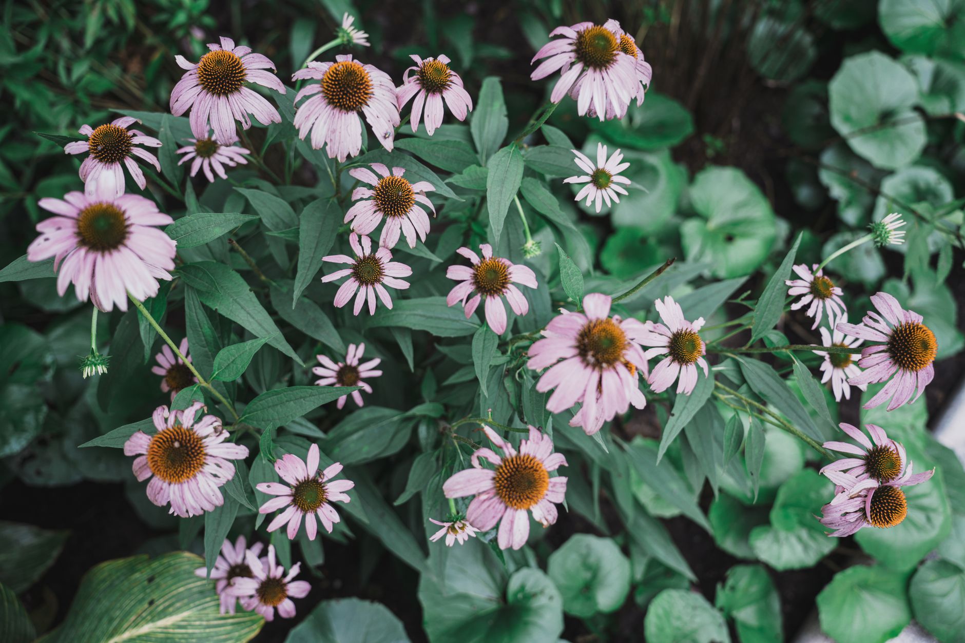 A colorful native pollinator garden with purple coneflowers, black-eyed Susans, and butterfly milkweed blooming in an Ohio backyard