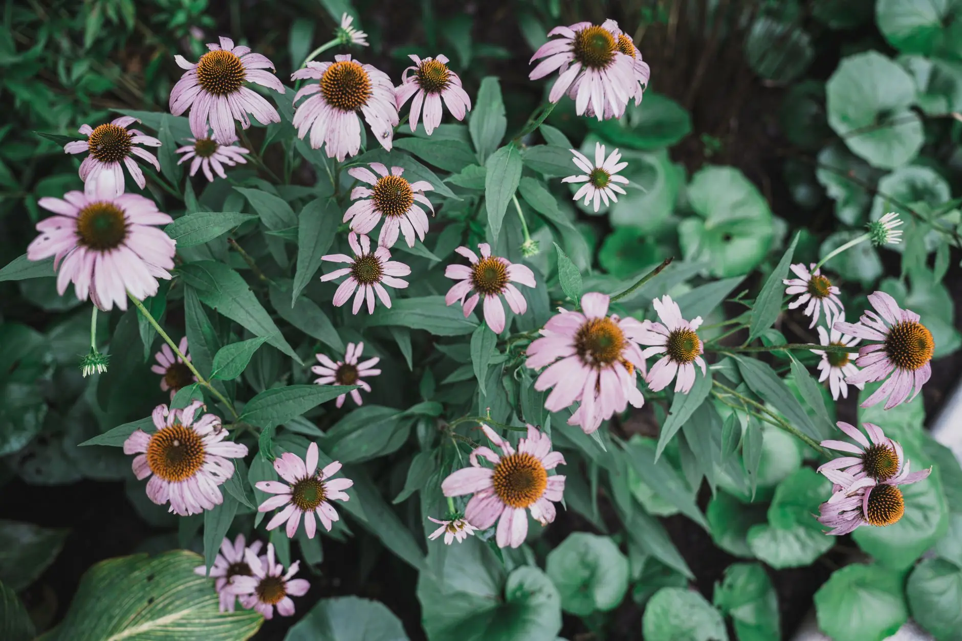 A colorful native pollinator garden with purple coneflowers, black-eyed Susans, and butterfly milkweed blooming in an Ohio backyard