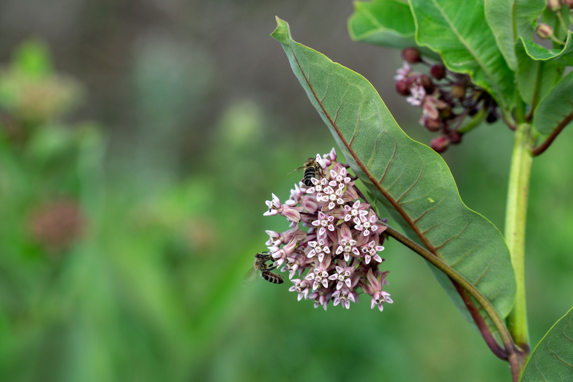 A detailed shot of common milkweed flowers and bees in a garden setting.