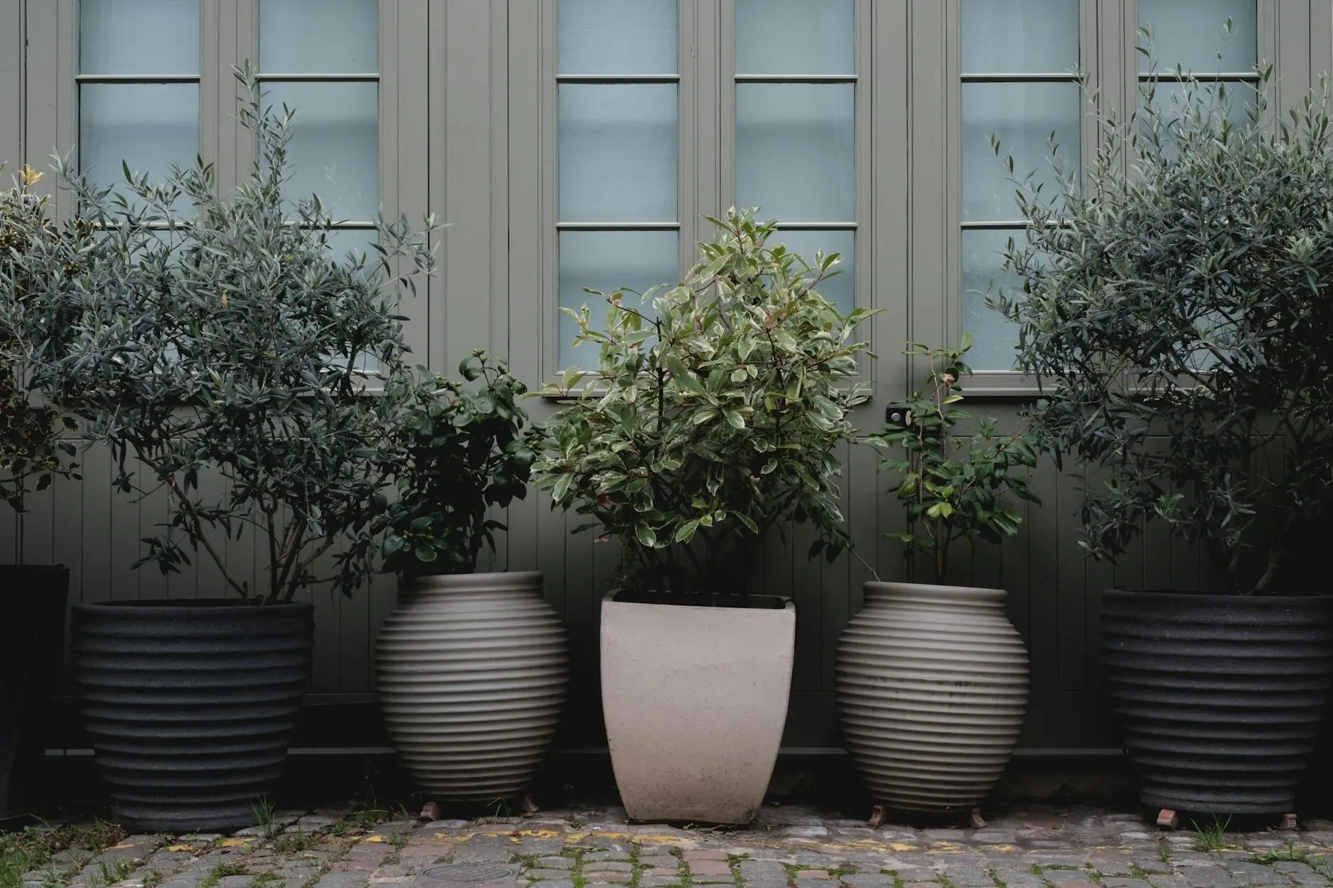 A small olive tree with silvery-green leaves in a terracotta pot placed by a sunny indoor window