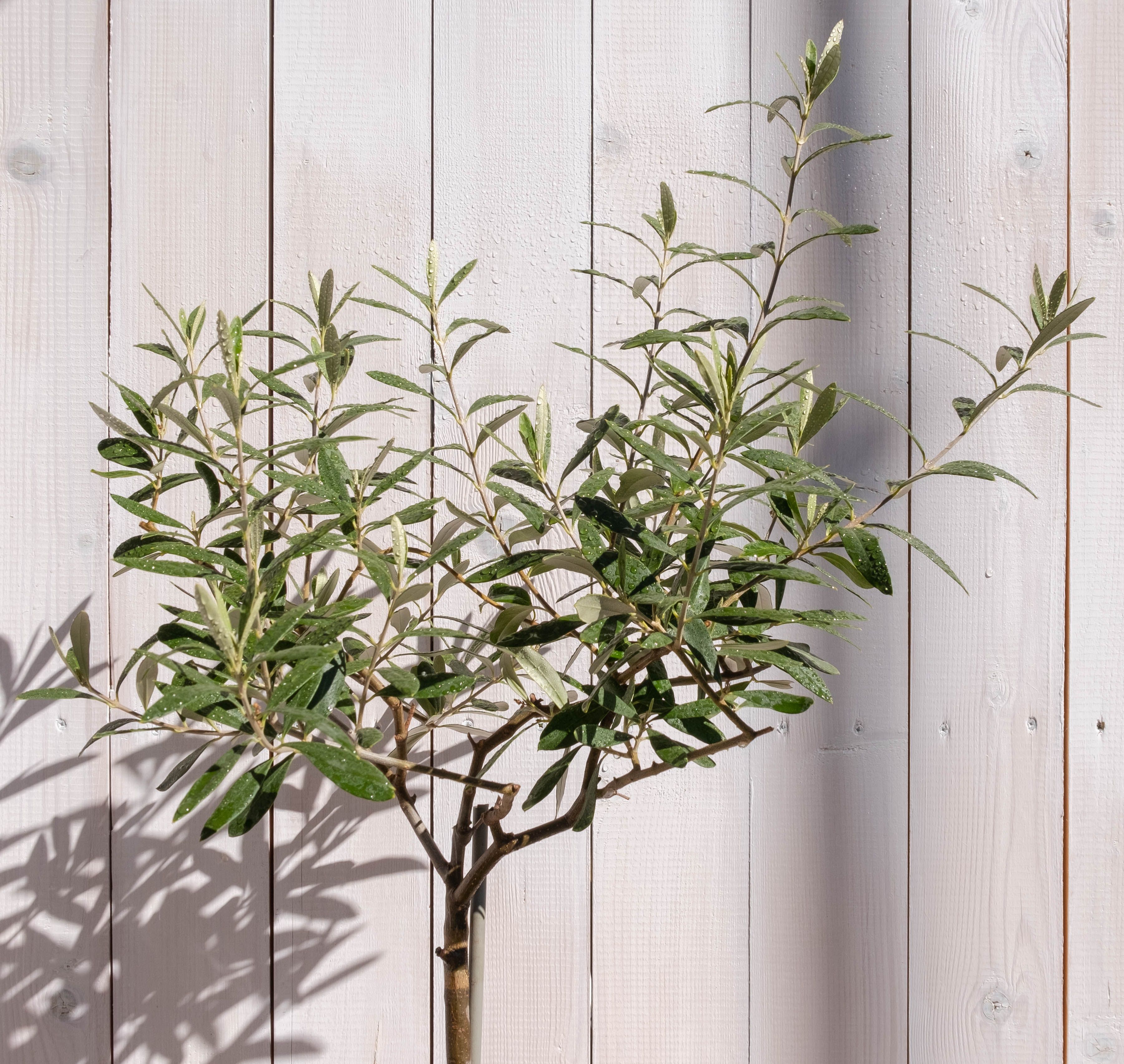 A small olive tree with silvery-green leaves in a terracotta pot placed by a sunny indoor window