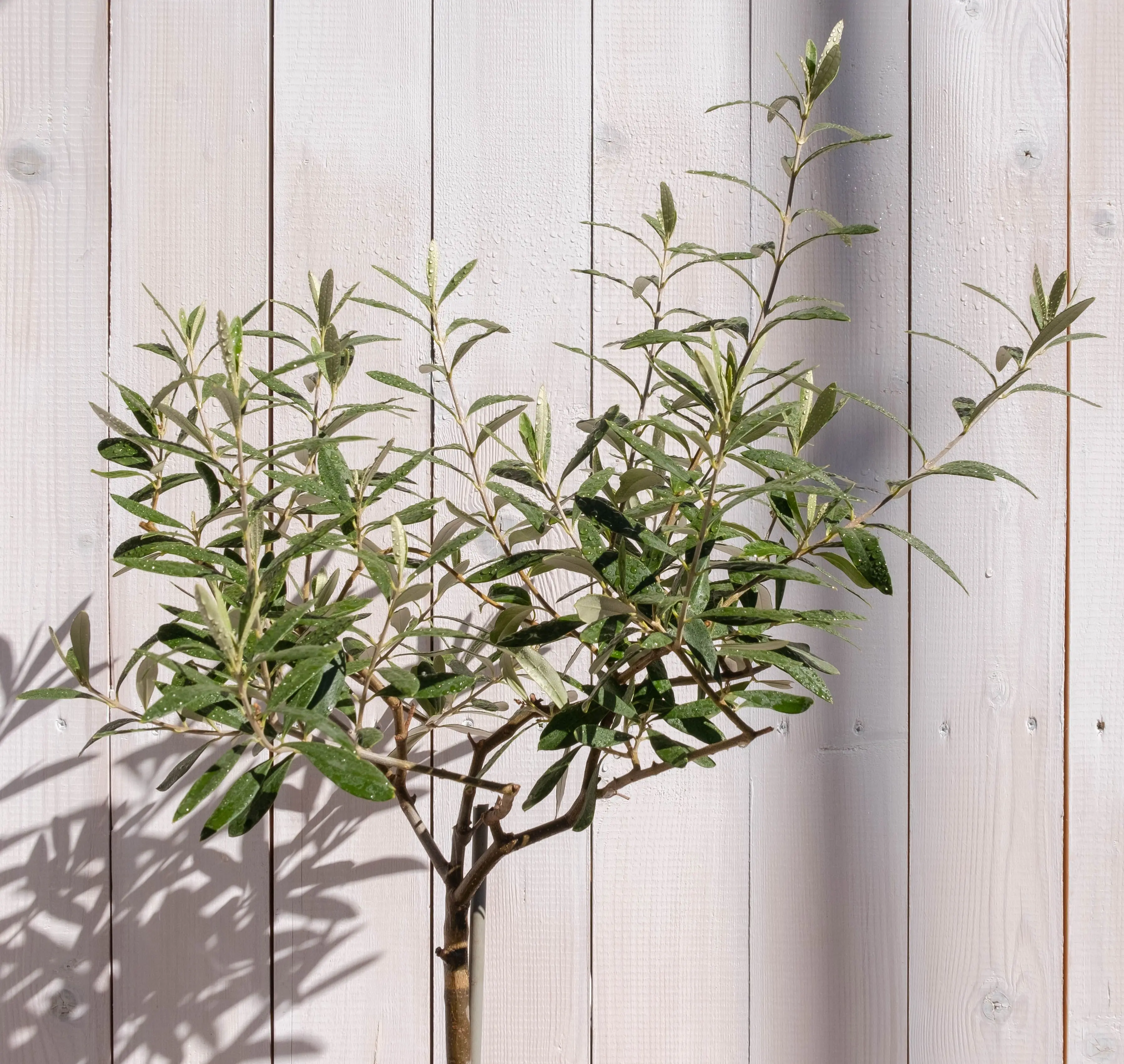 A small olive tree with silvery-green leaves in a terracotta pot placed by a sunny indoor window