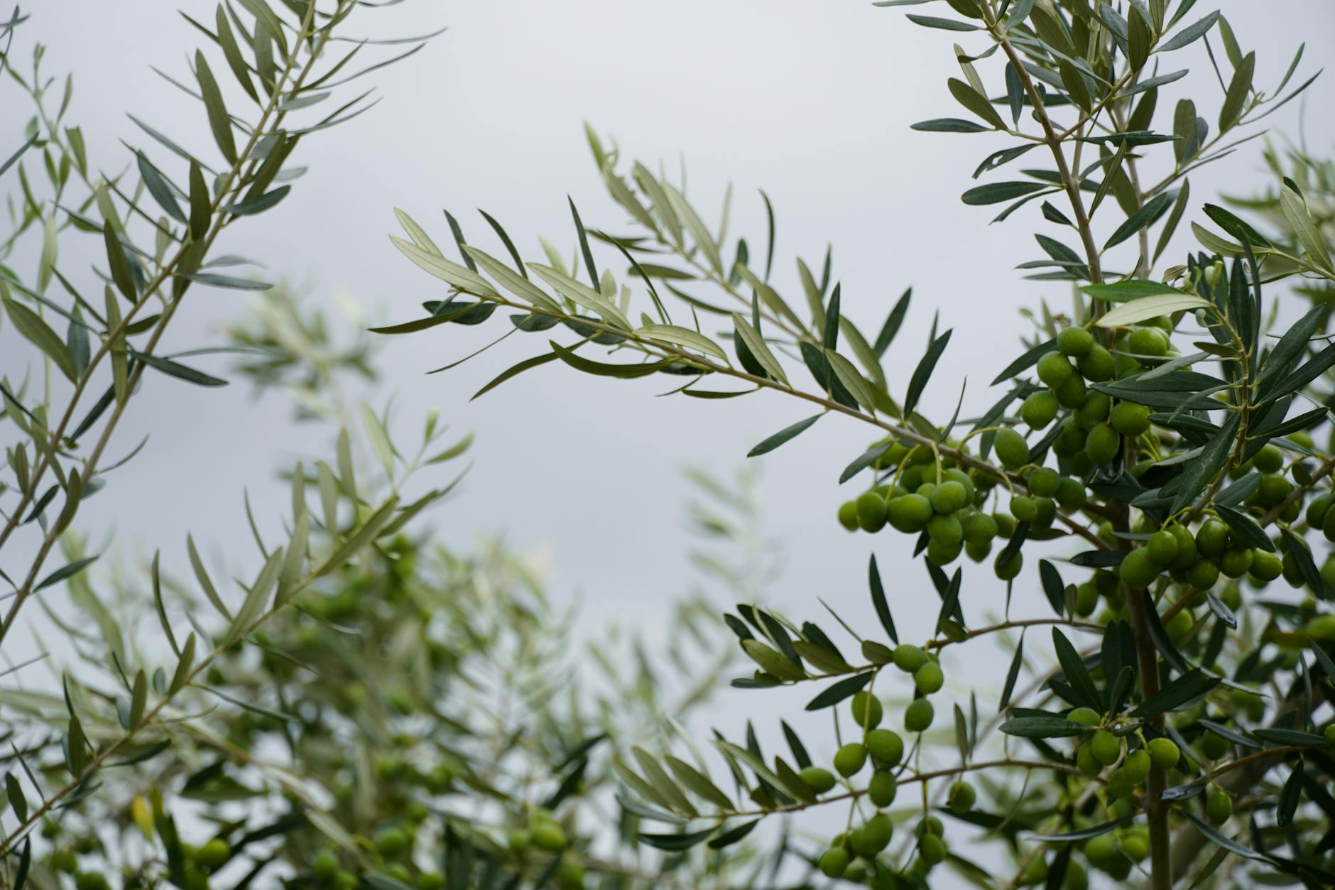 A small olive tree with silvery-green leaves in a terracotta pot placed by a sunny indoor window