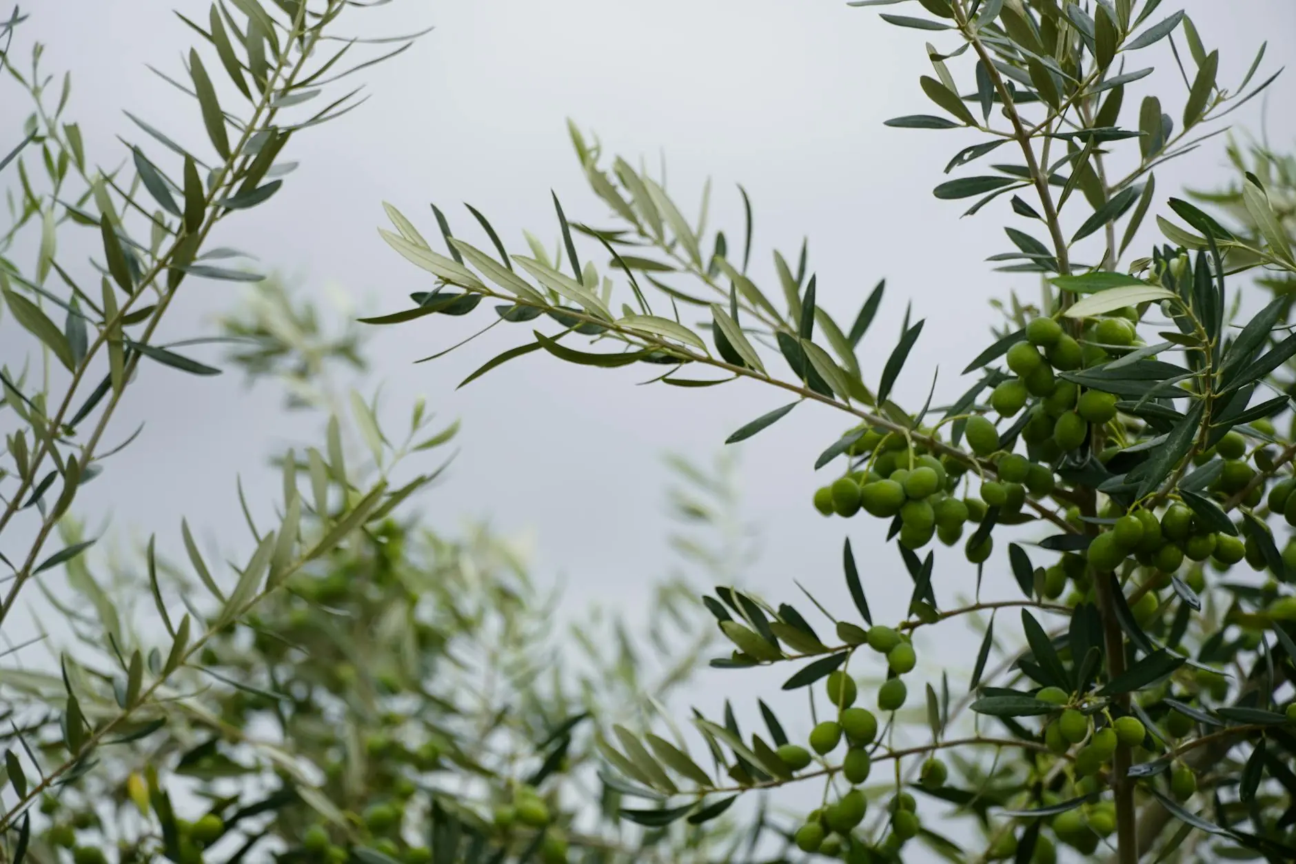 A small olive tree with silvery-green leaves in a terracotta pot placed by a sunny indoor window