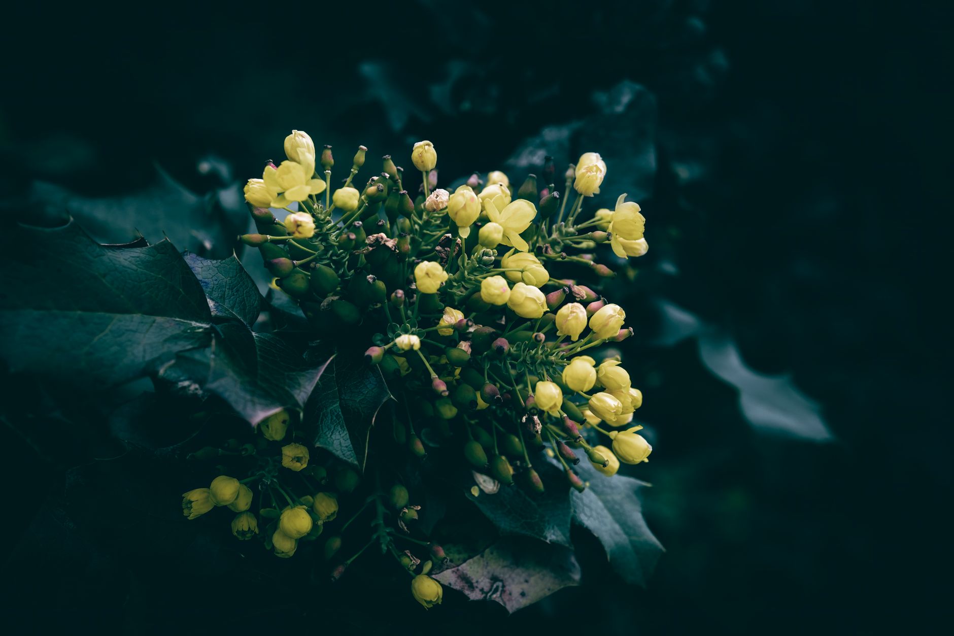 A garden featuring Oregon native plants including Oregon grape and salal in a landscaped yard