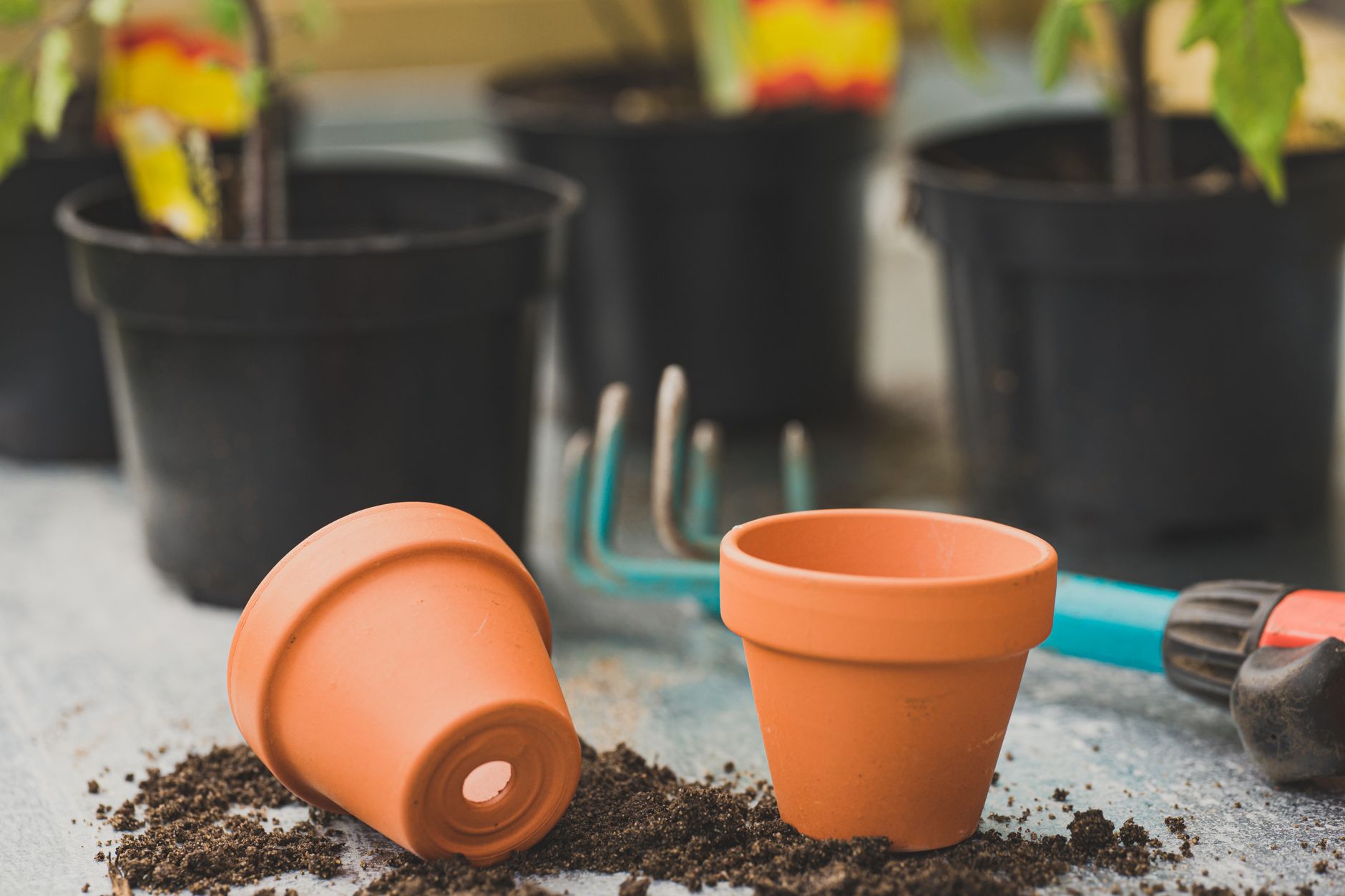 Plant pots in different sizes lined up on a shelf, showing the range of diameters and depths to compare when choosing the right pot size.