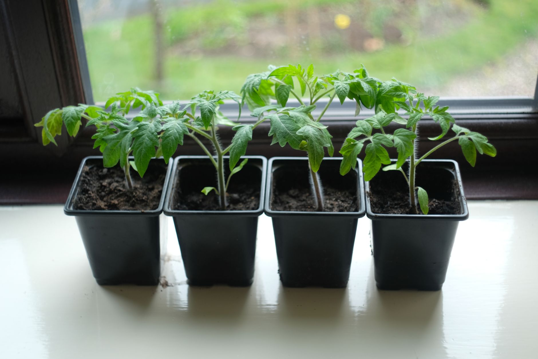 Tomato plants growing in various sized containers including pots and grow bags on a sunny patio