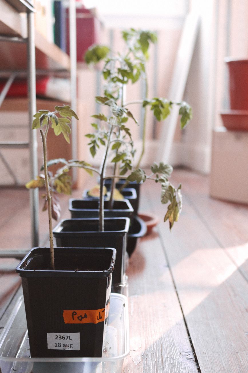 Four tomato seedlings in pots lined up indoors with natural light.