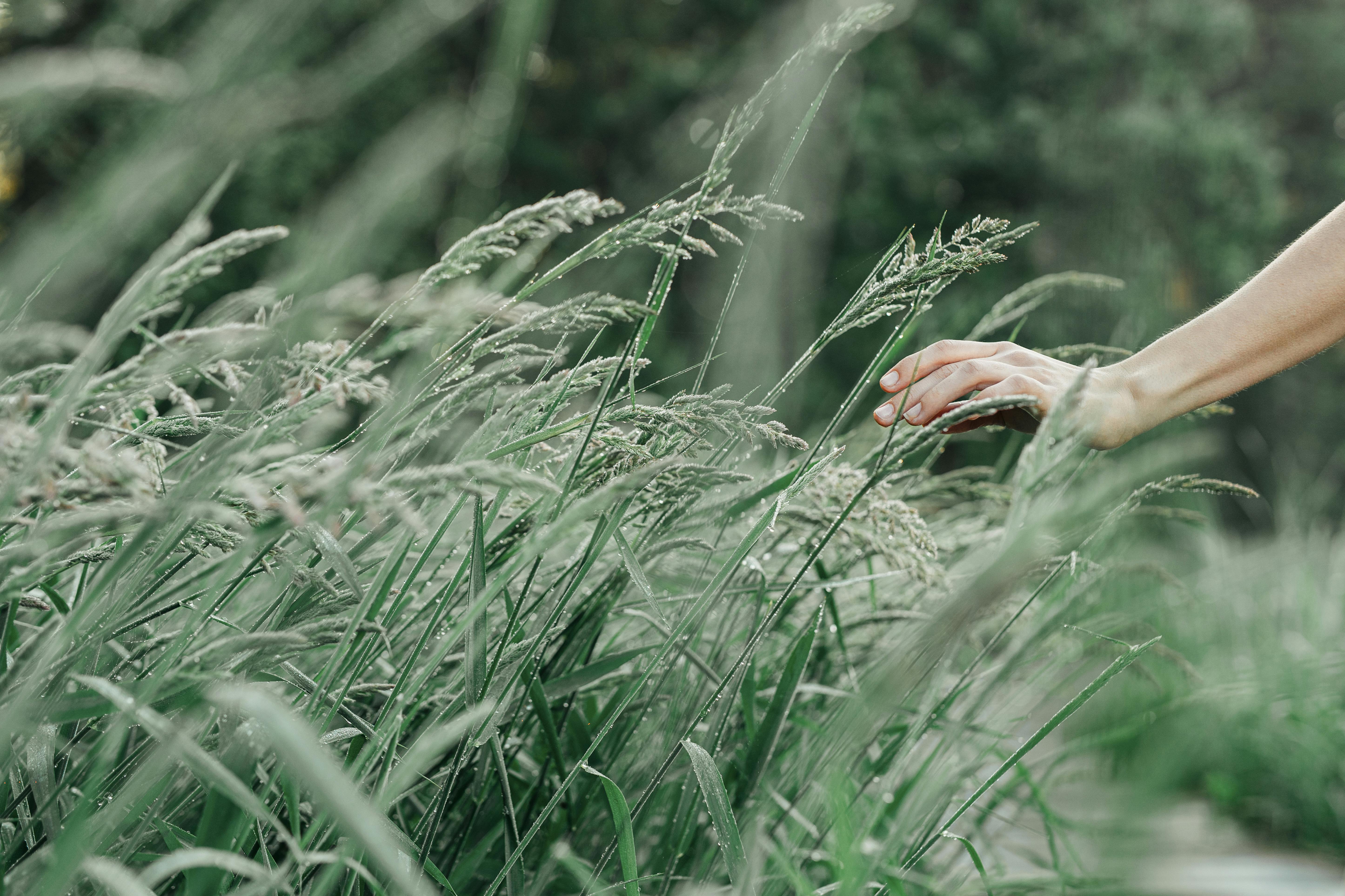 Winter Rye, Annual Ryegrass, or Perennial Ryegrass – Which Is Right for You?