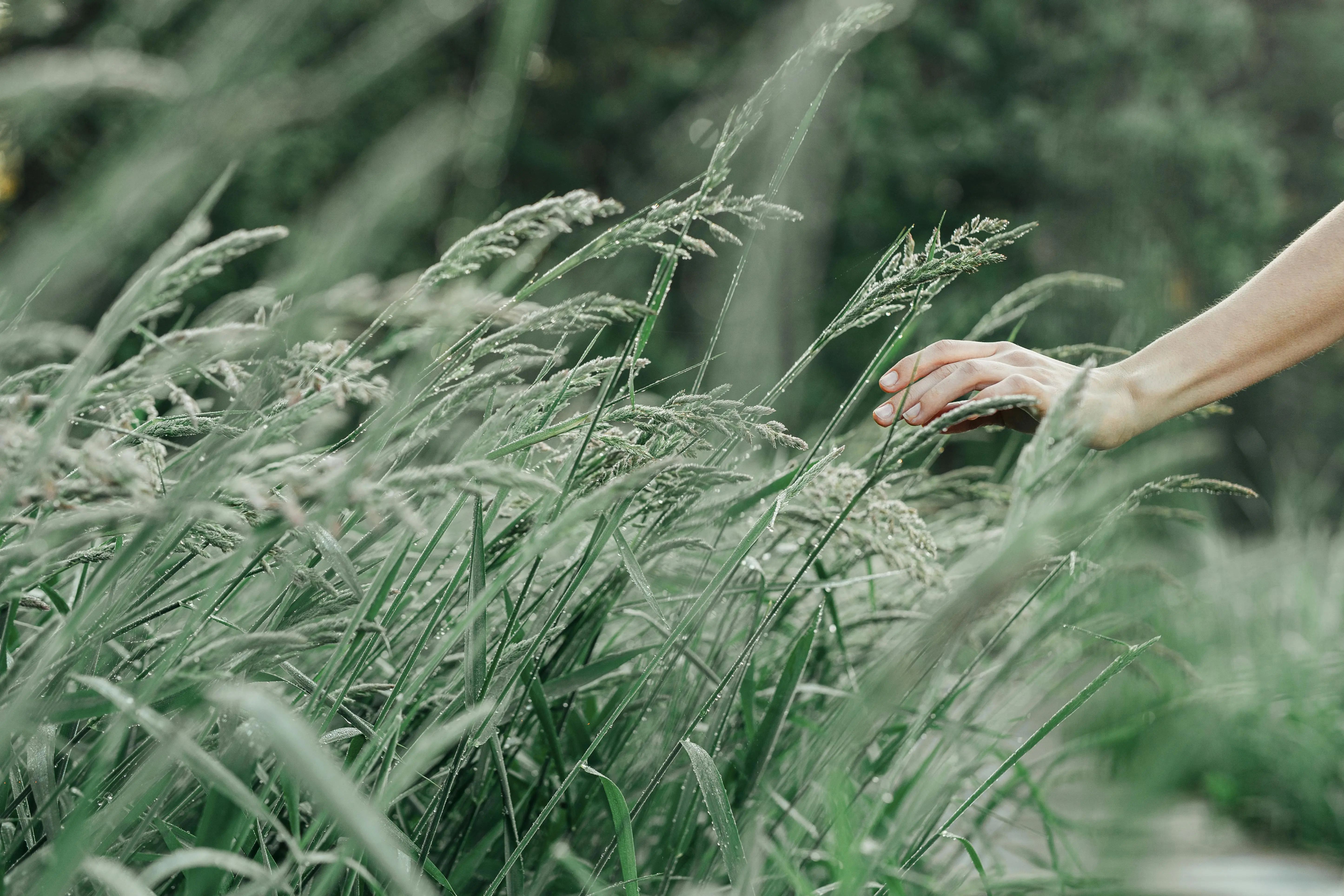 Winter Rye, Annual Ryegrass, or Perennial Ryegrass – Which Is Right for You?