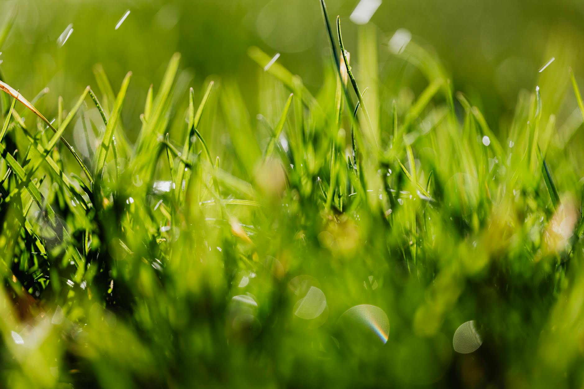 Lush green winter ryegrass lawn contrasting with dormant warm-season grass in the background
