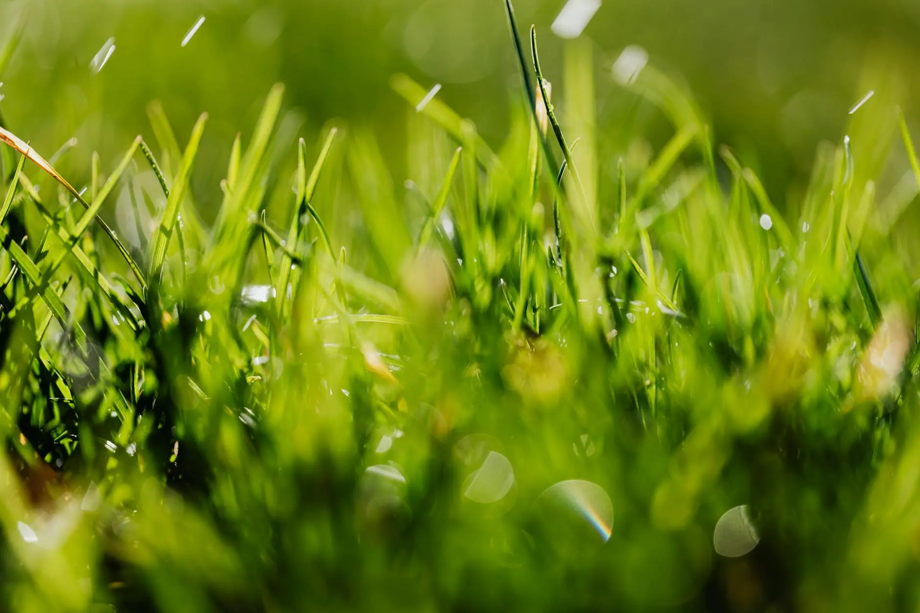Lush green winter ryegrass lawn contrasting with dormant warm-season grass in the background