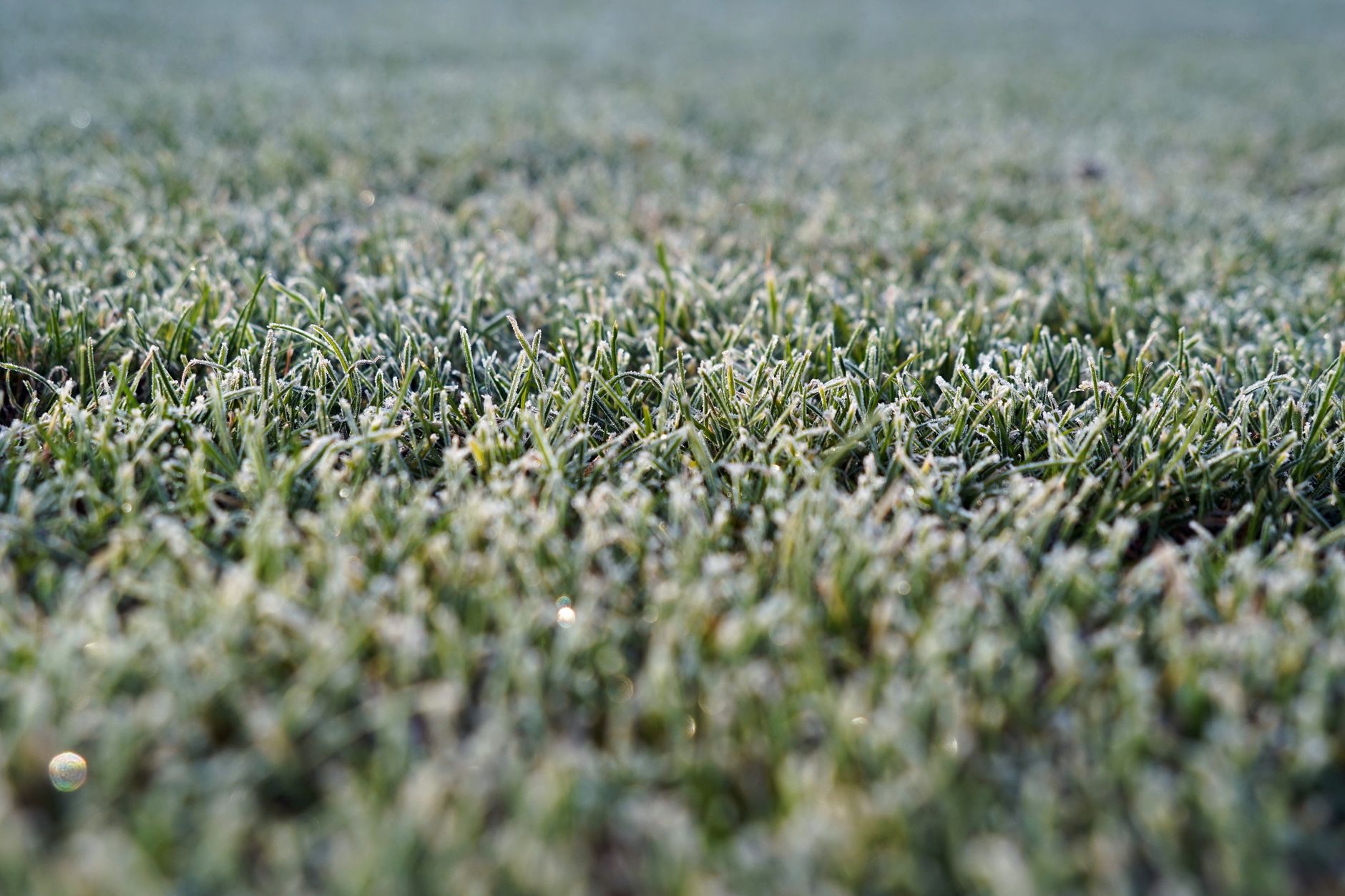A detailed view of frosty grass on a cold winter morning, capturing the texture and chill.