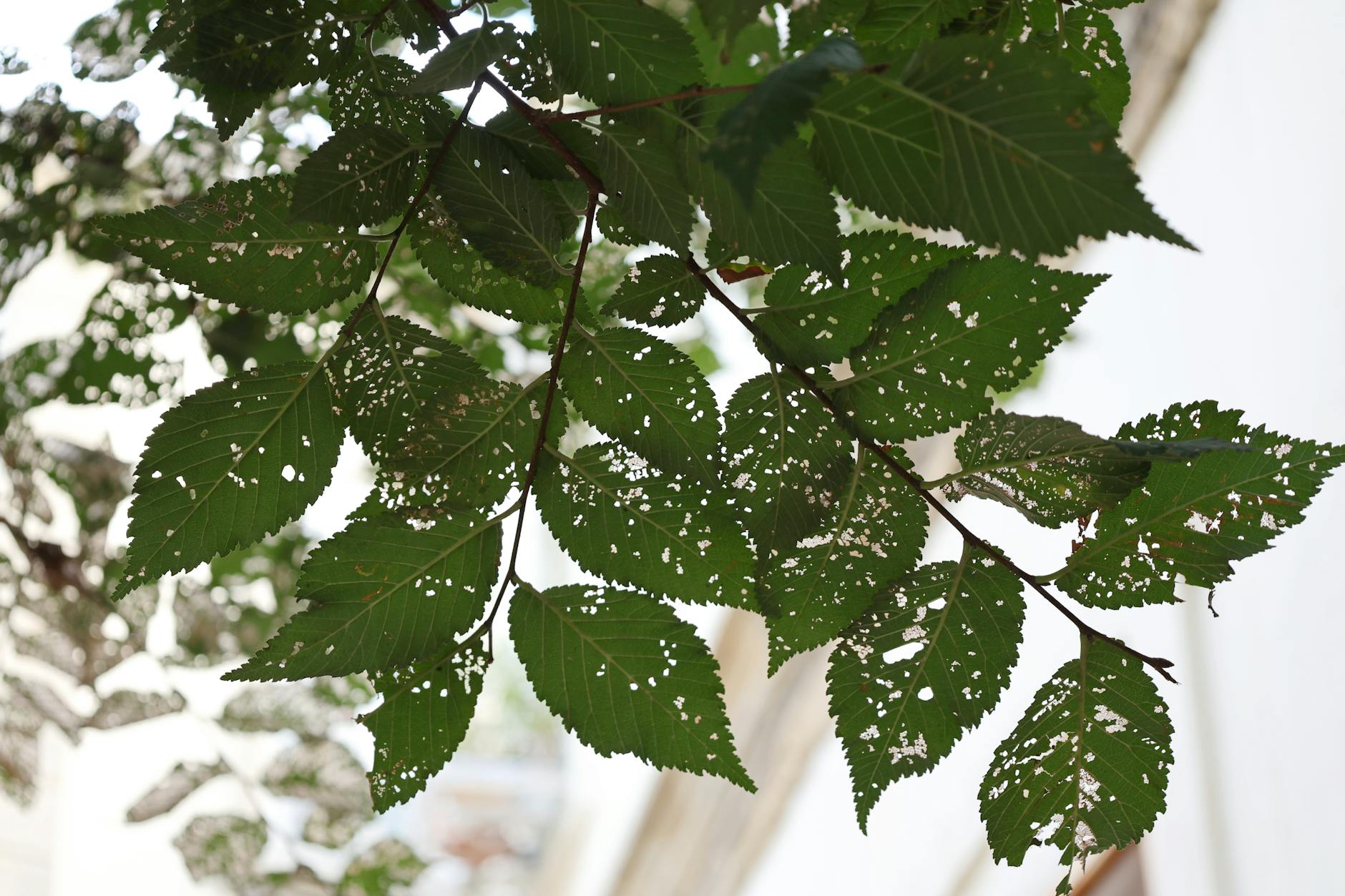 Skeletonized leaves showing windowpane damage caused by sawfly larvae 