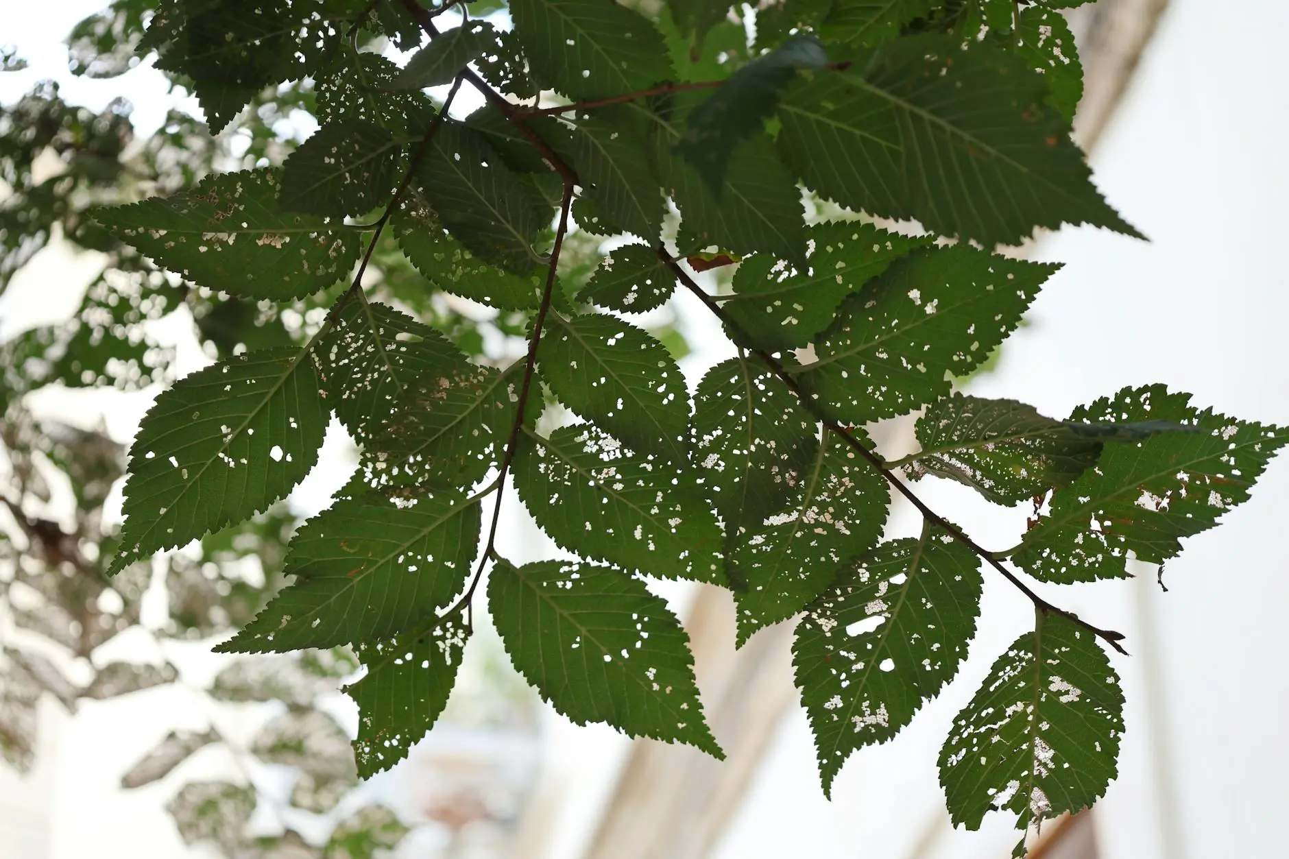 Skeletonized leaves showing windowpane damage caused by sawfly larvae 