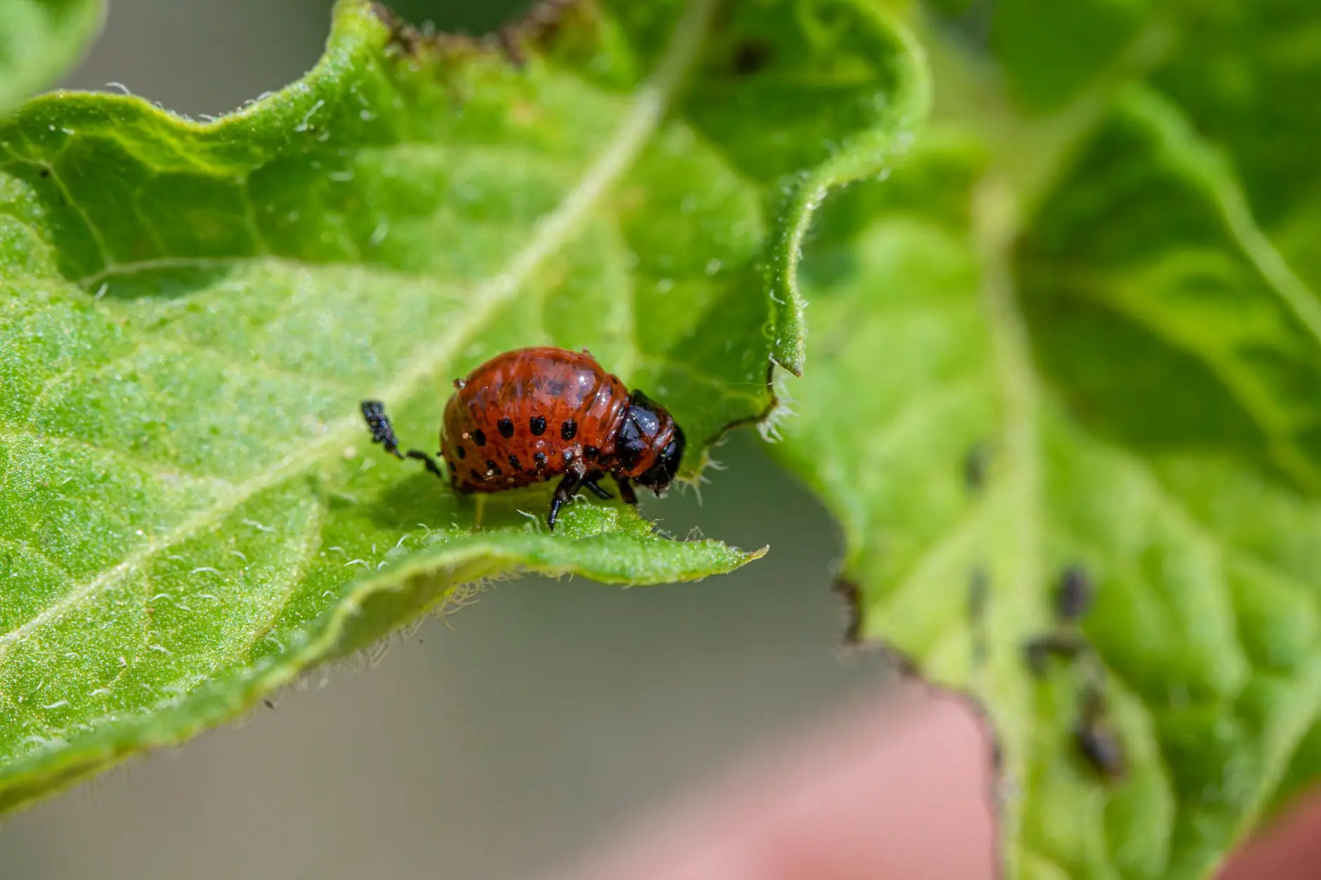 Close-up comparison of sawfly larvae and caterpillar-like garden pests