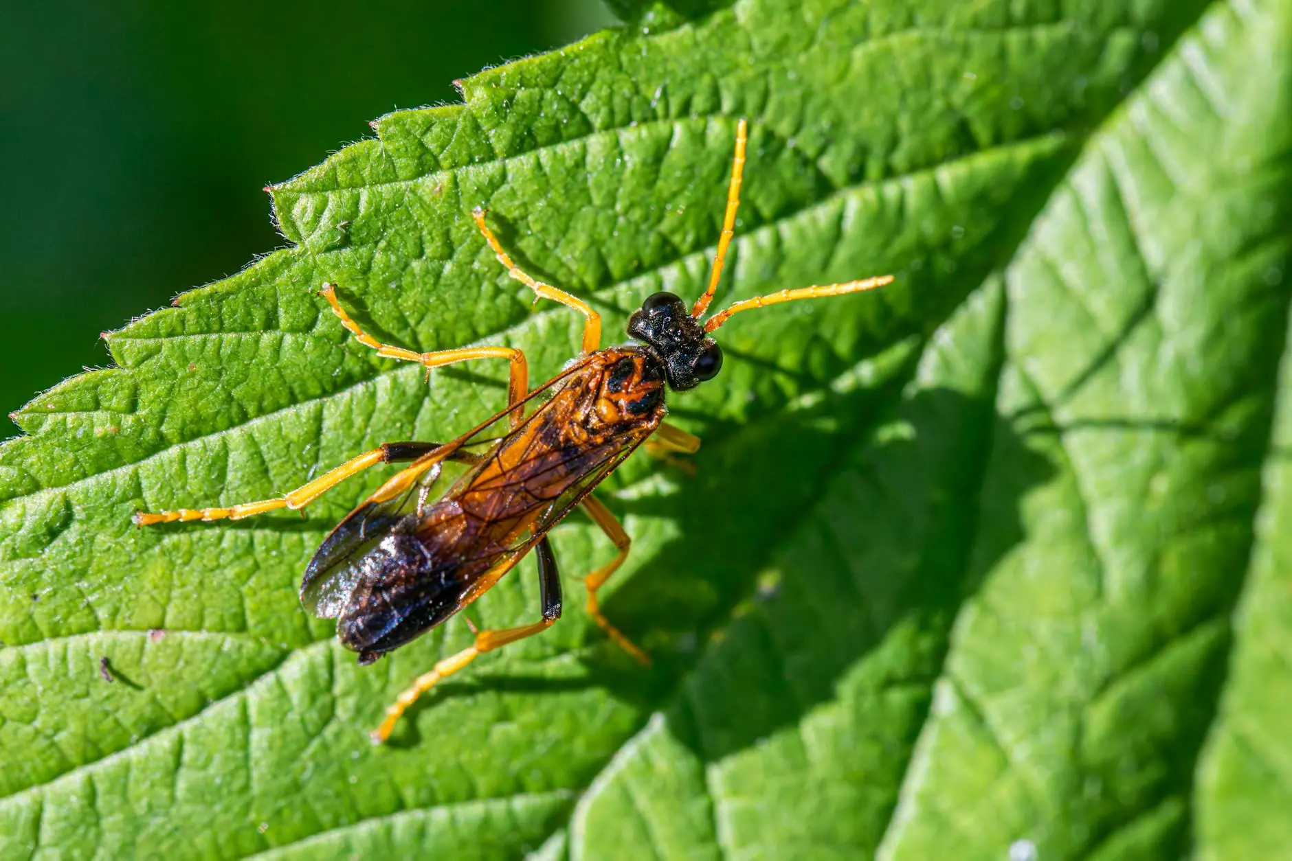 Rose sawfly larvae feeding on rose leaves
