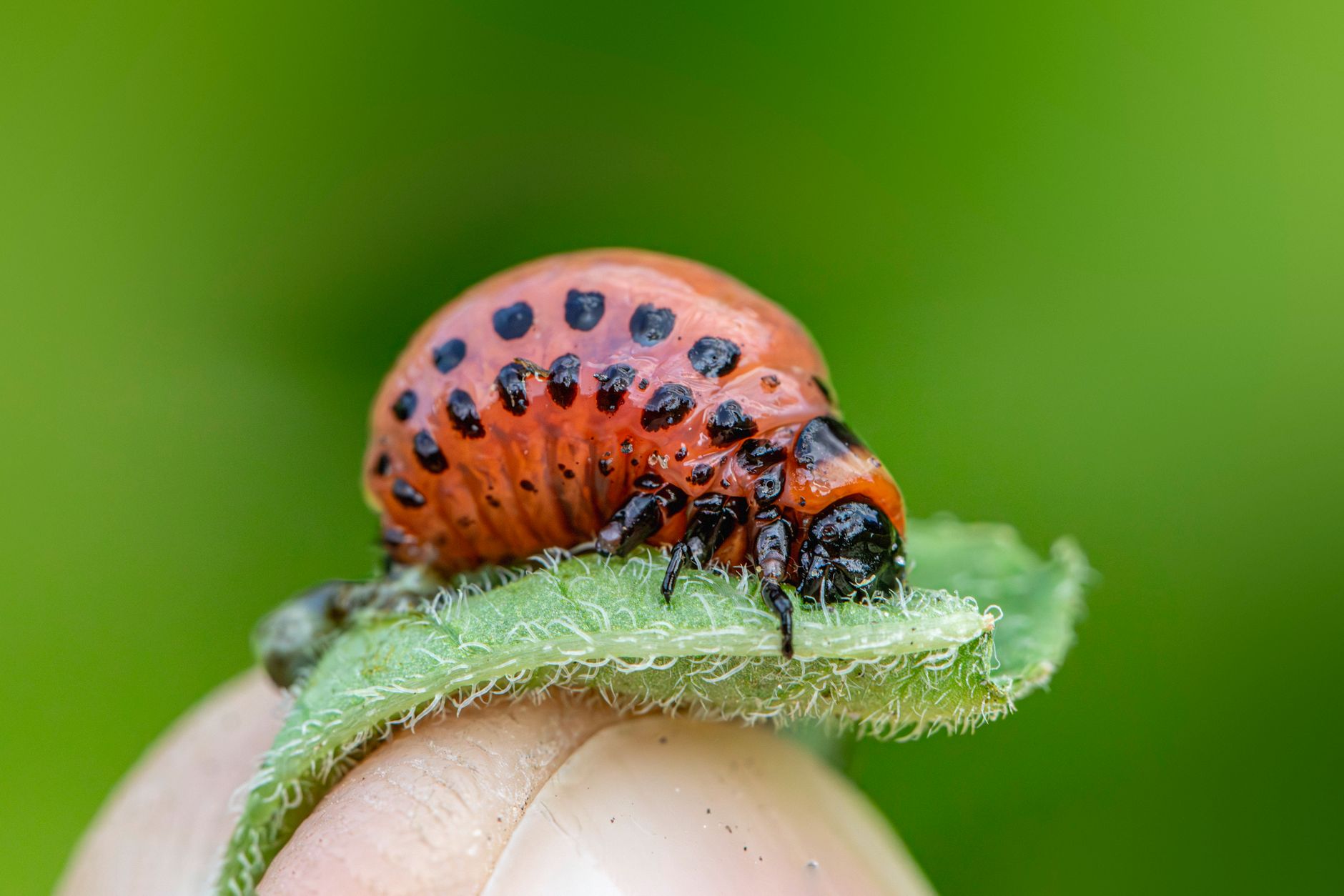 Sawfly larvae life cycle from egg to adult