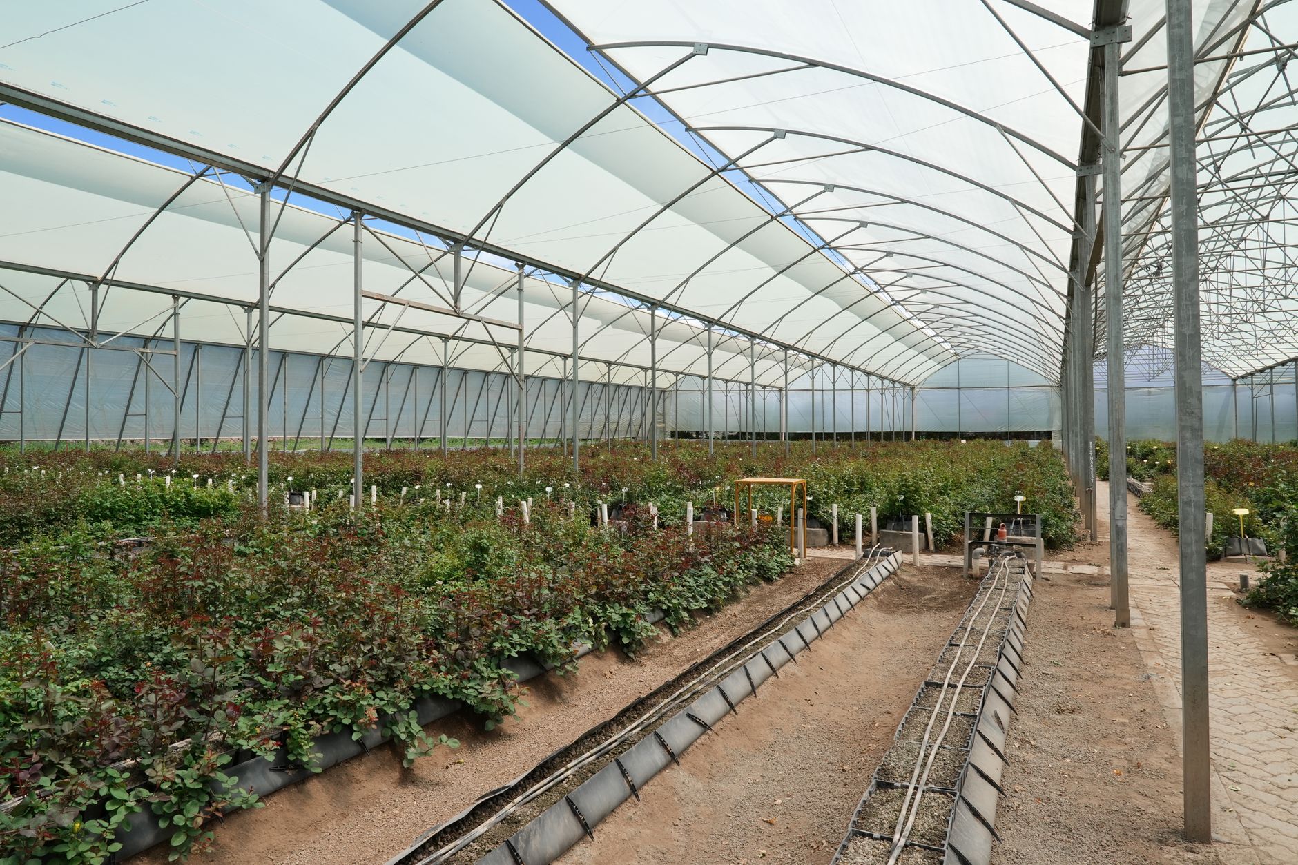 A vegetable garden bed partially covered with shade cloth showing the difference between shaded and unshaded plants