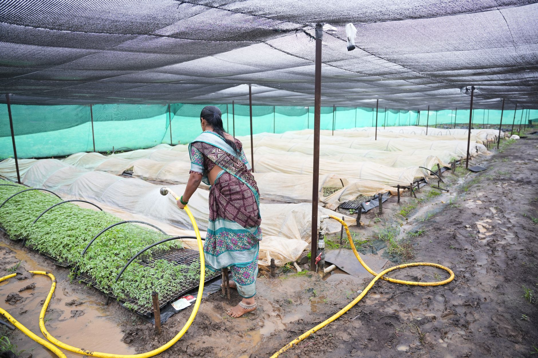 An Indian woman waters plants in a greenhouse, nurturing seedlings for sustainable agriculture.