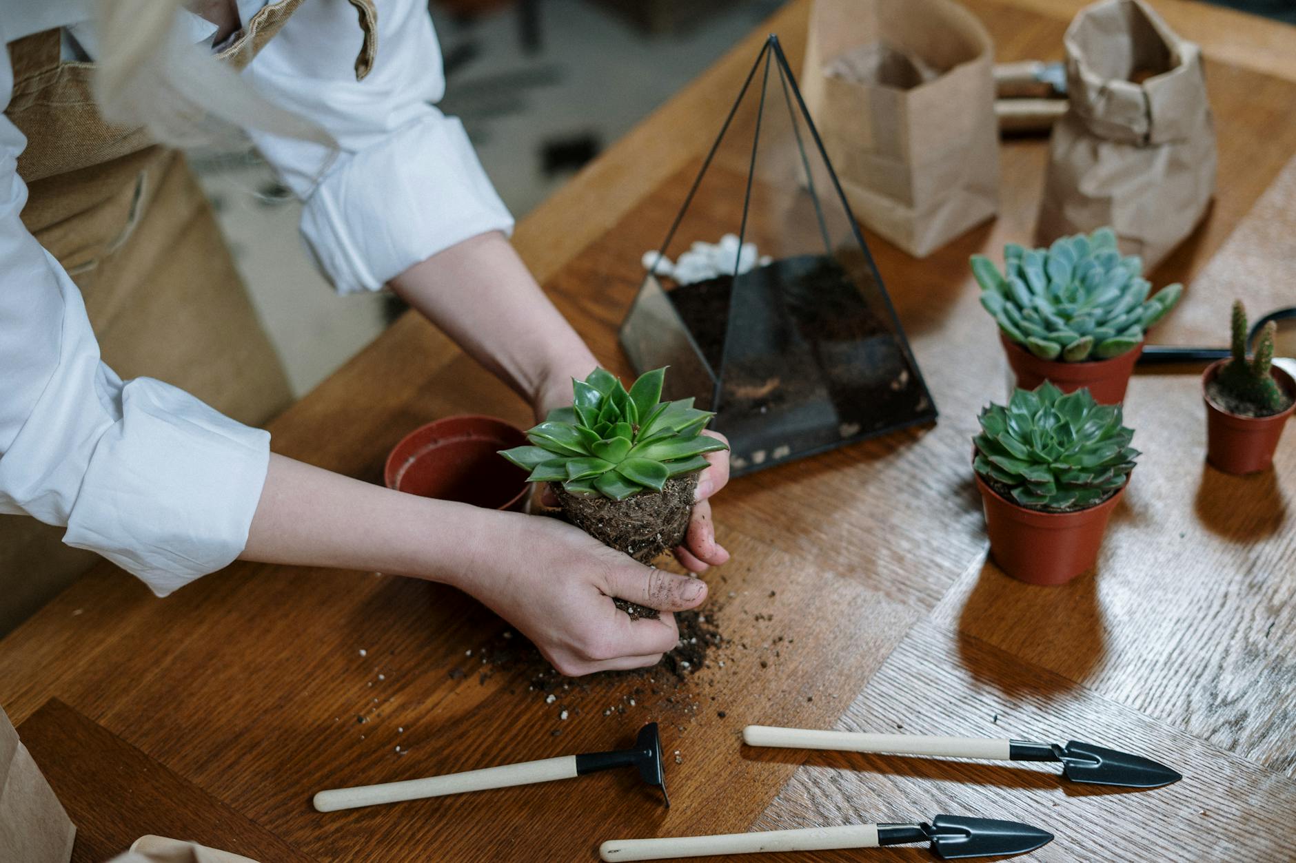 Hands mixing succulent potting soil with perlite and sand ingredients on a table