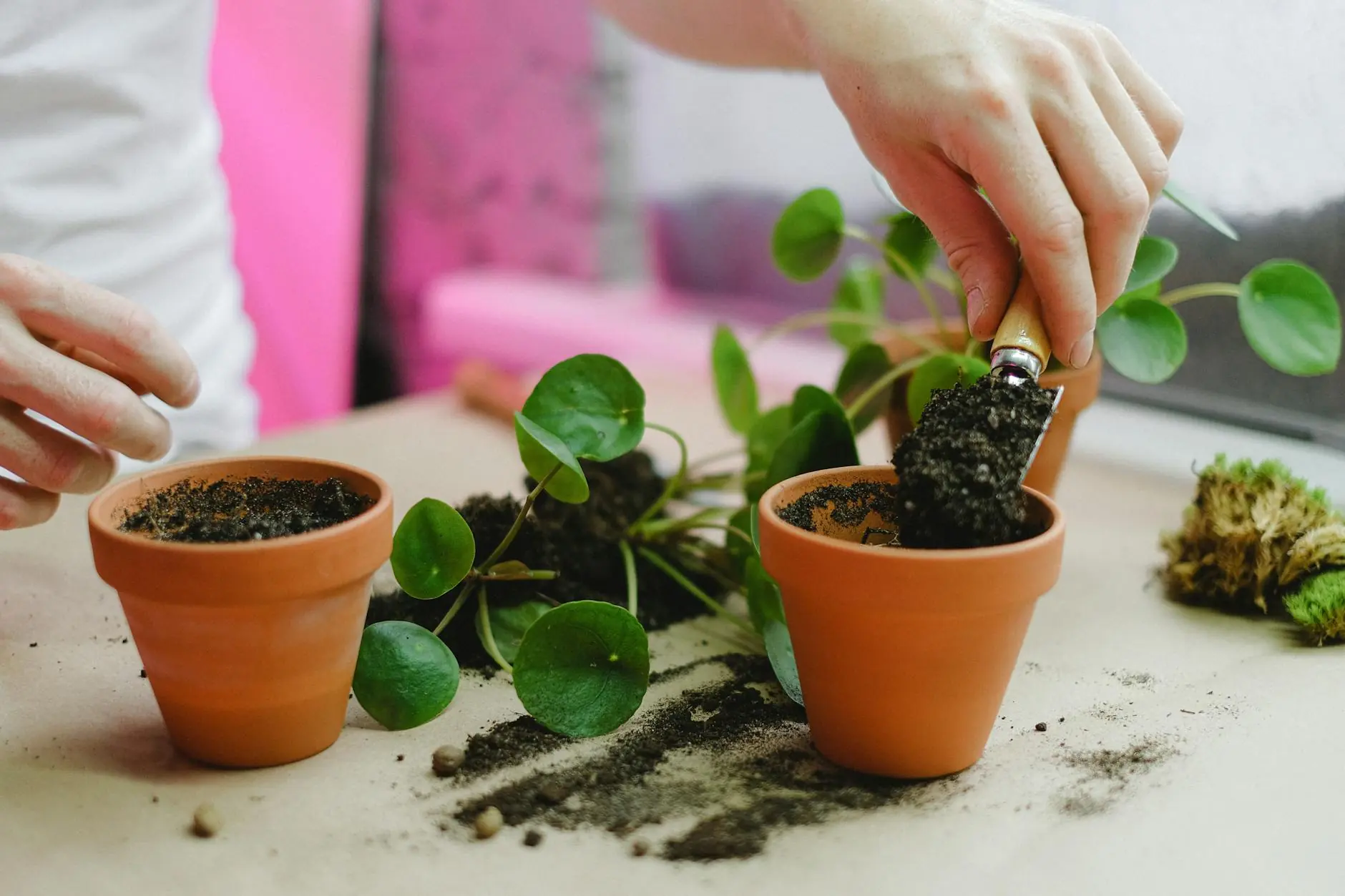 Hands mixing succulent potting soil with perlite and sand ingredients on a table