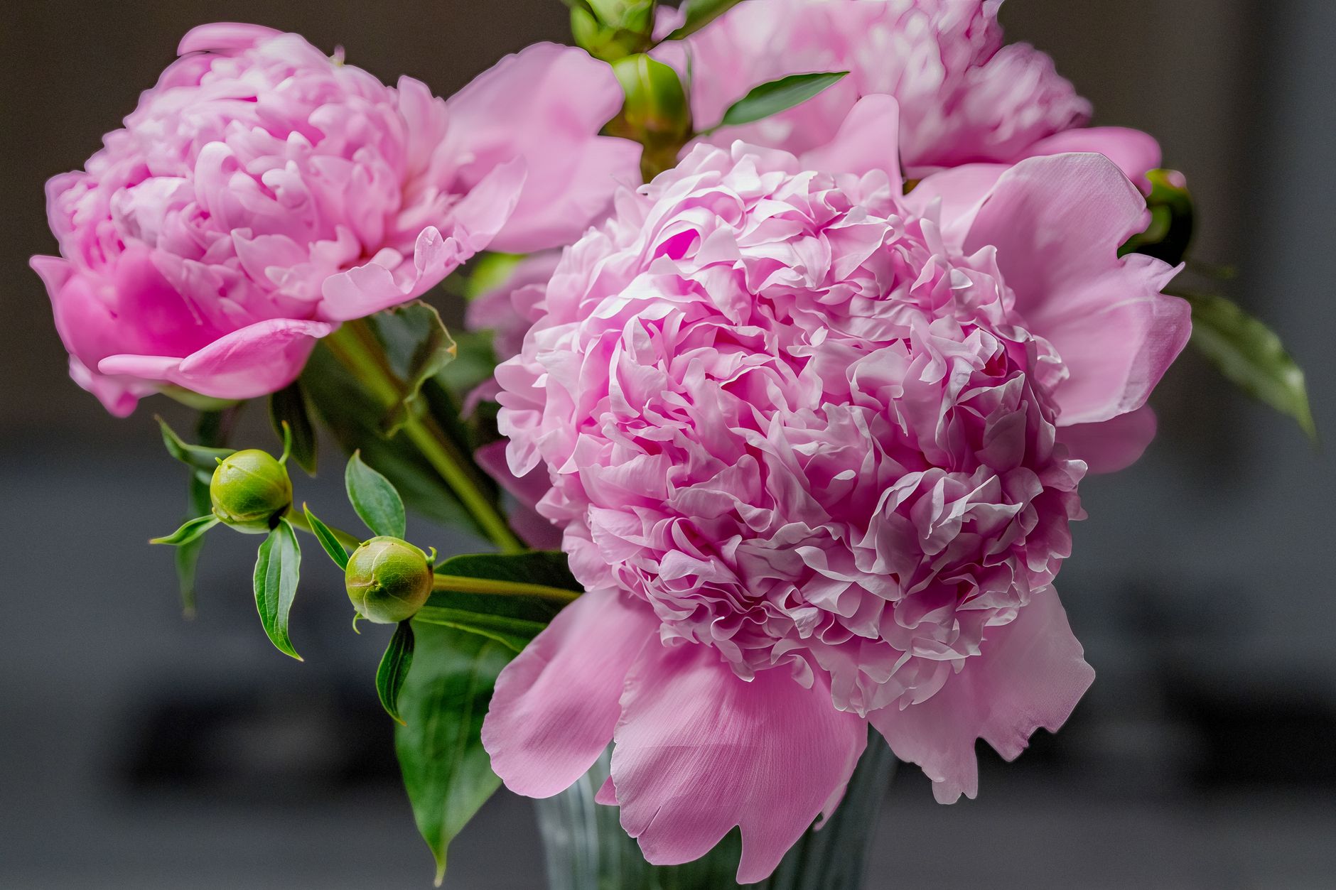 Pink peony flowers blooming in a garden with lush green foliage, representing summer peony care after flowering