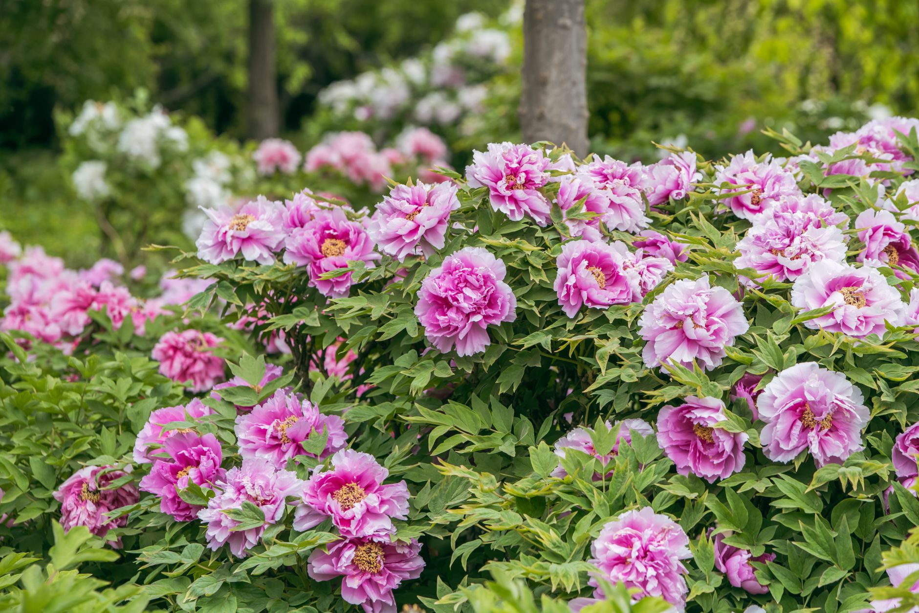 Pink peony flowers blooming in a garden with lush green foliage, representing summer peony care after flowering