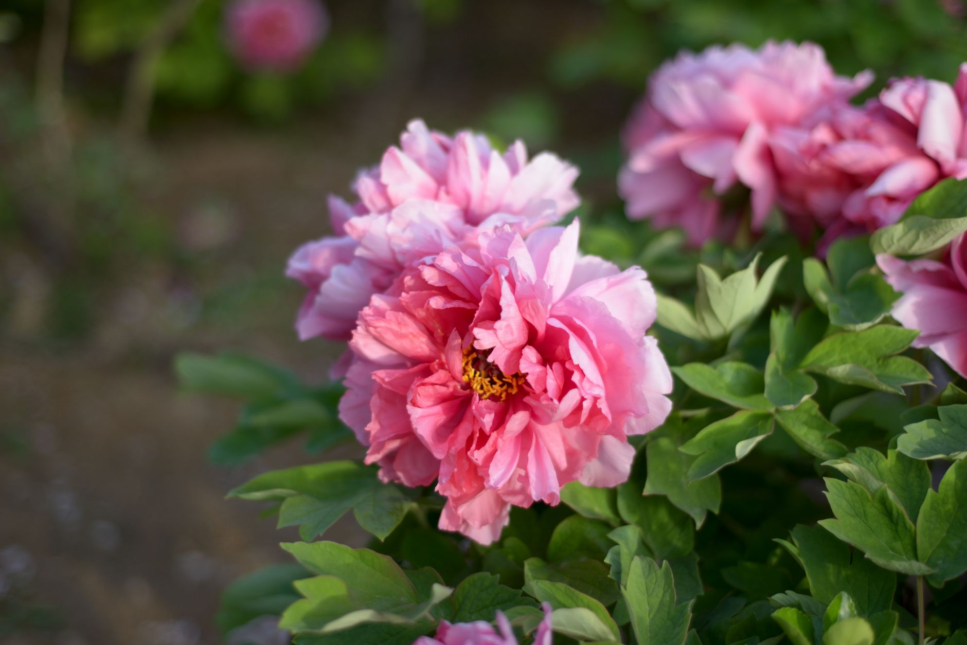 Pink peony flowers blooming in a garden with lush green foliage, representing summer peony care after flowering