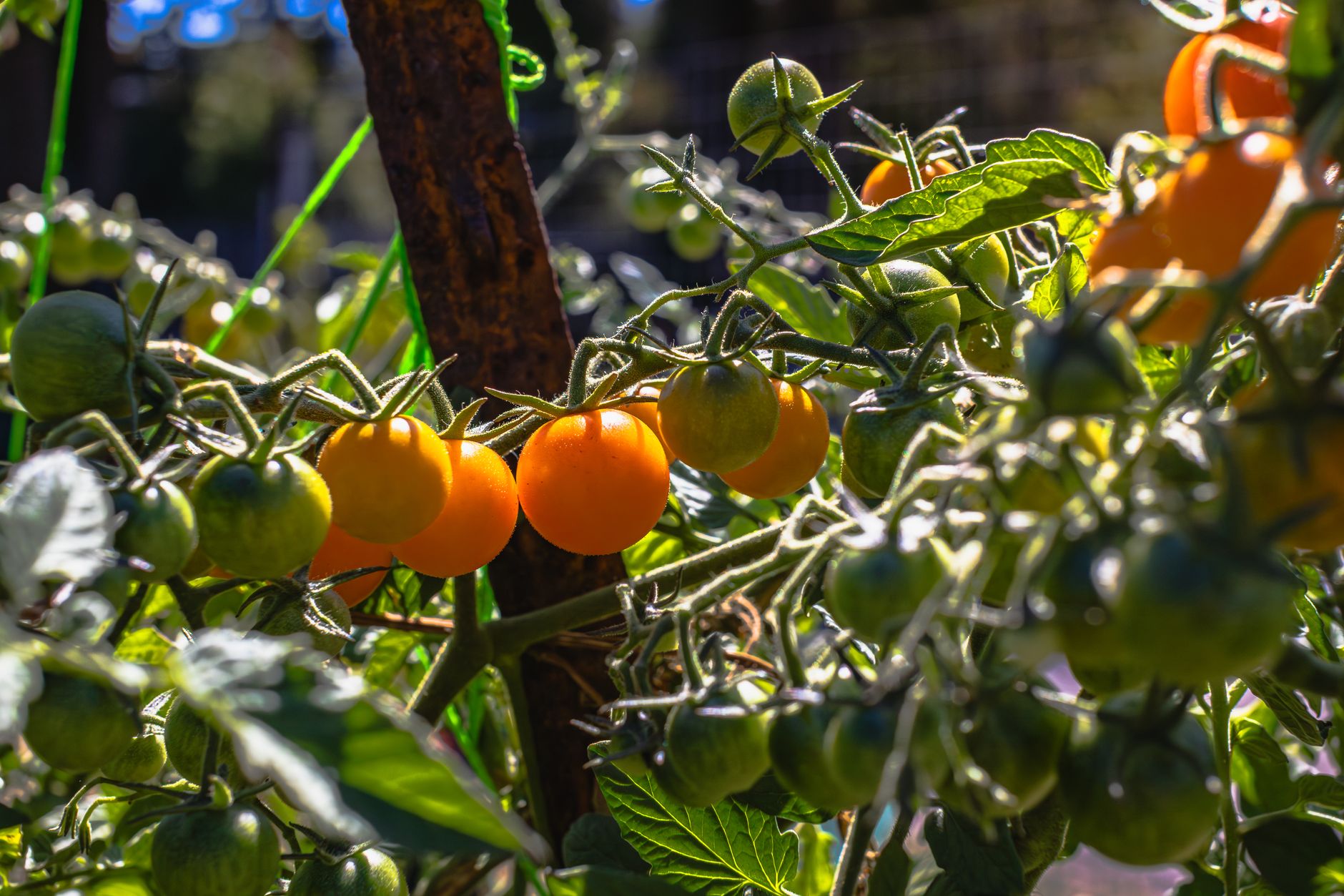 Golden yellow SunSugar cherry tomatoes growing in clusters on a vine in a home vegetable garden