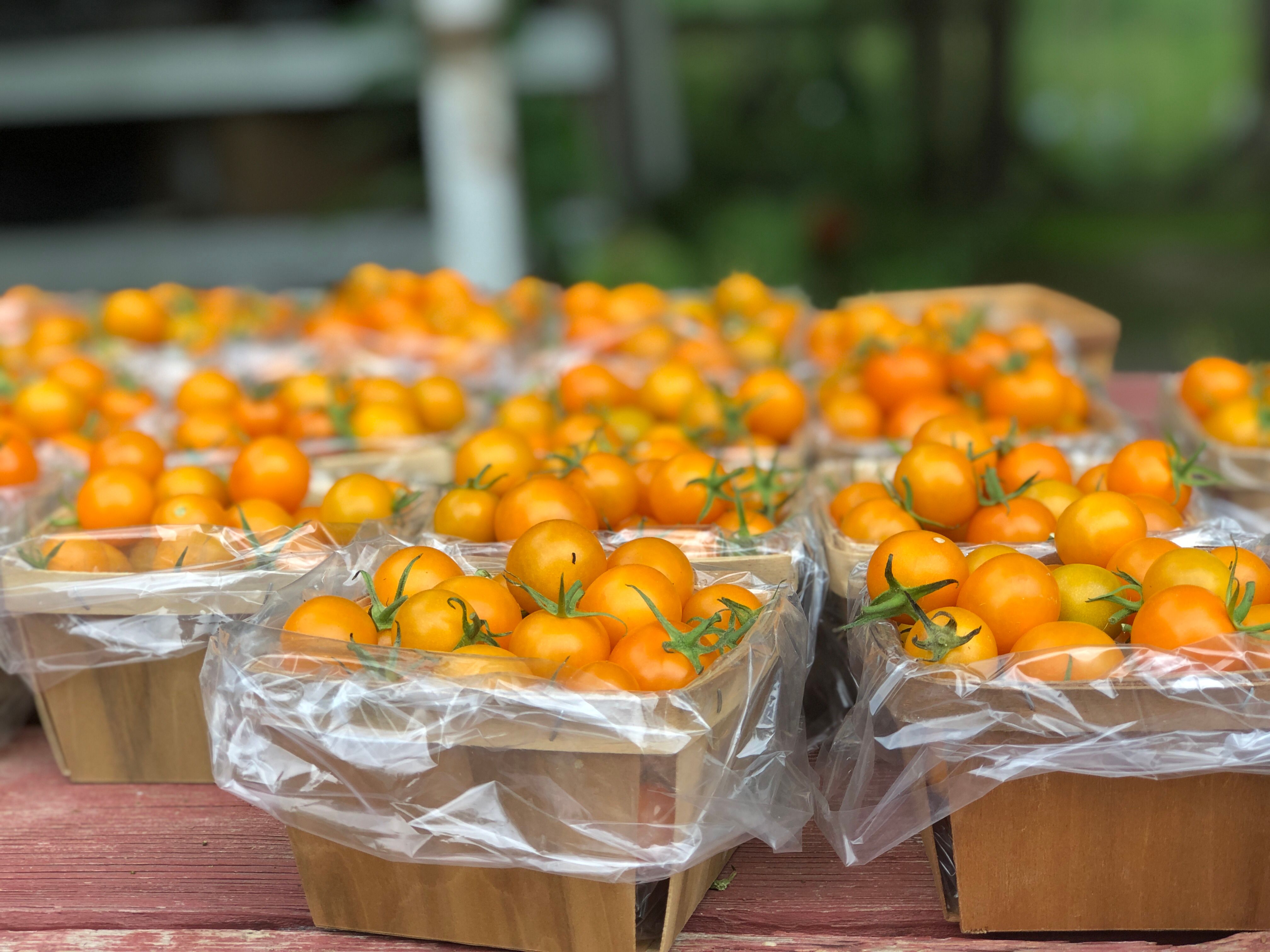 Golden yellow SunSugar cherry tomatoes growing in clusters on a vine in a home vegetable garden
