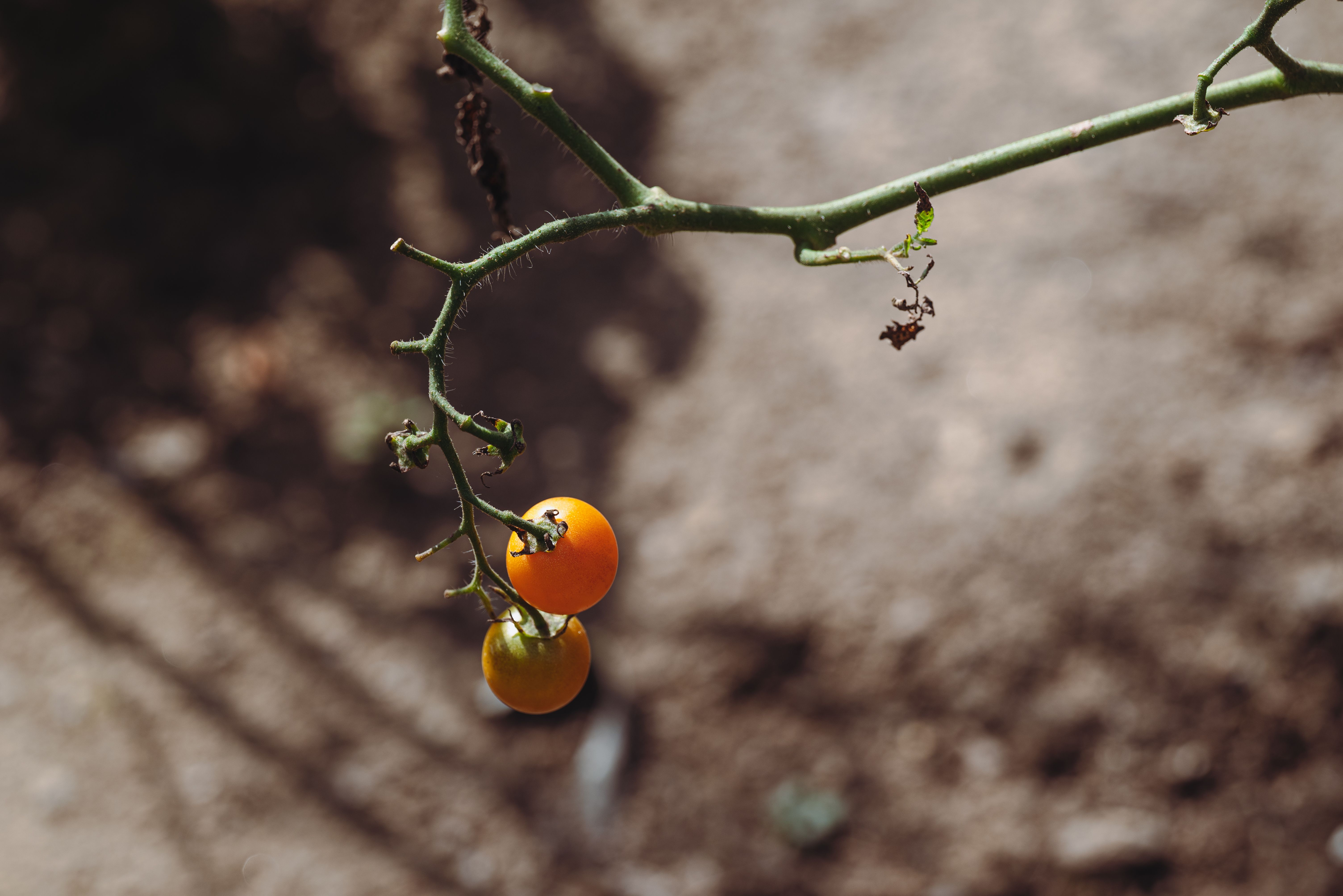 Golden yellow SunSugar cherry tomatoes growing in clusters on a vine in a home vegetable garden