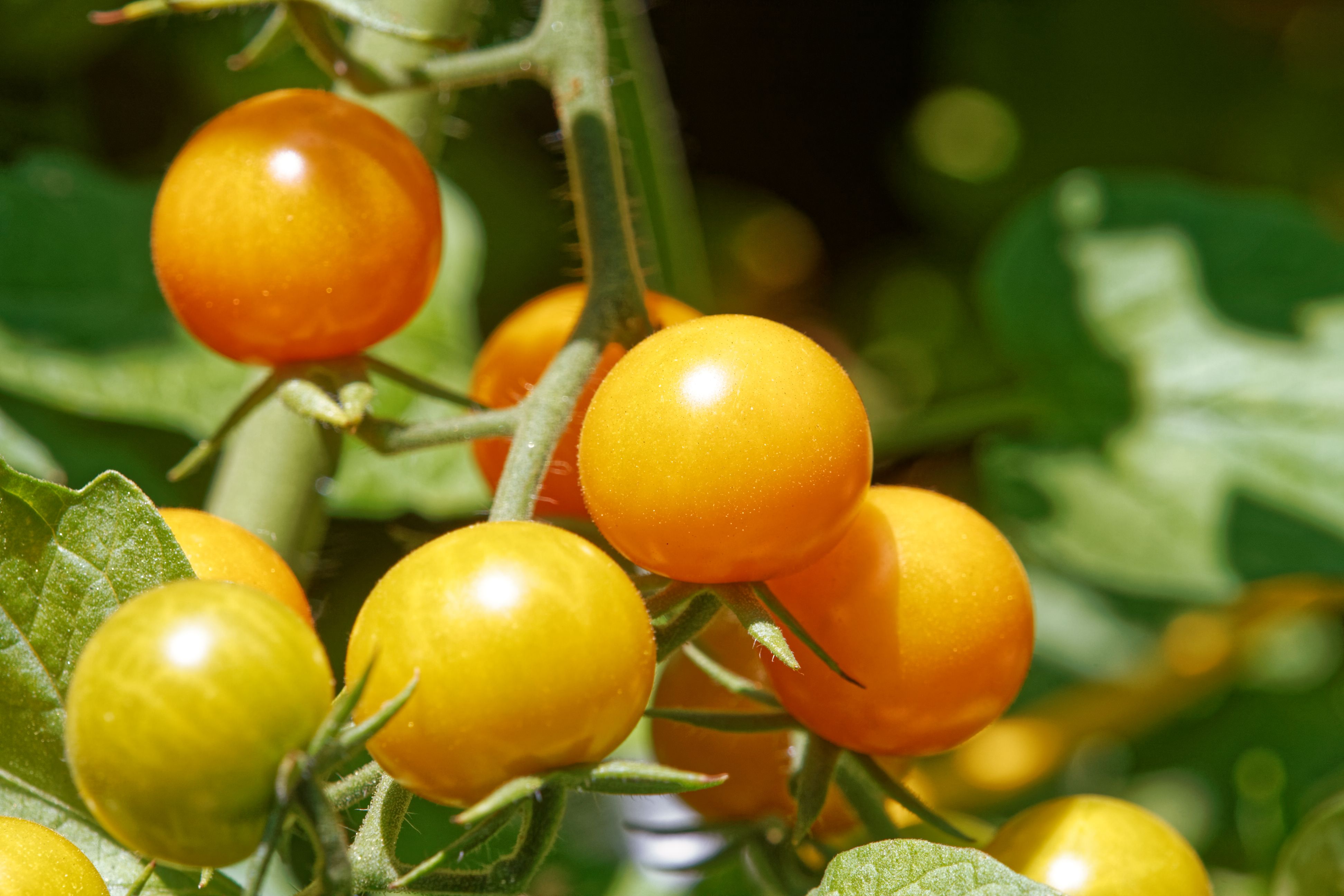 Unripe cherry tomatoes growing on a lush green vine in an outdoor garden setting.