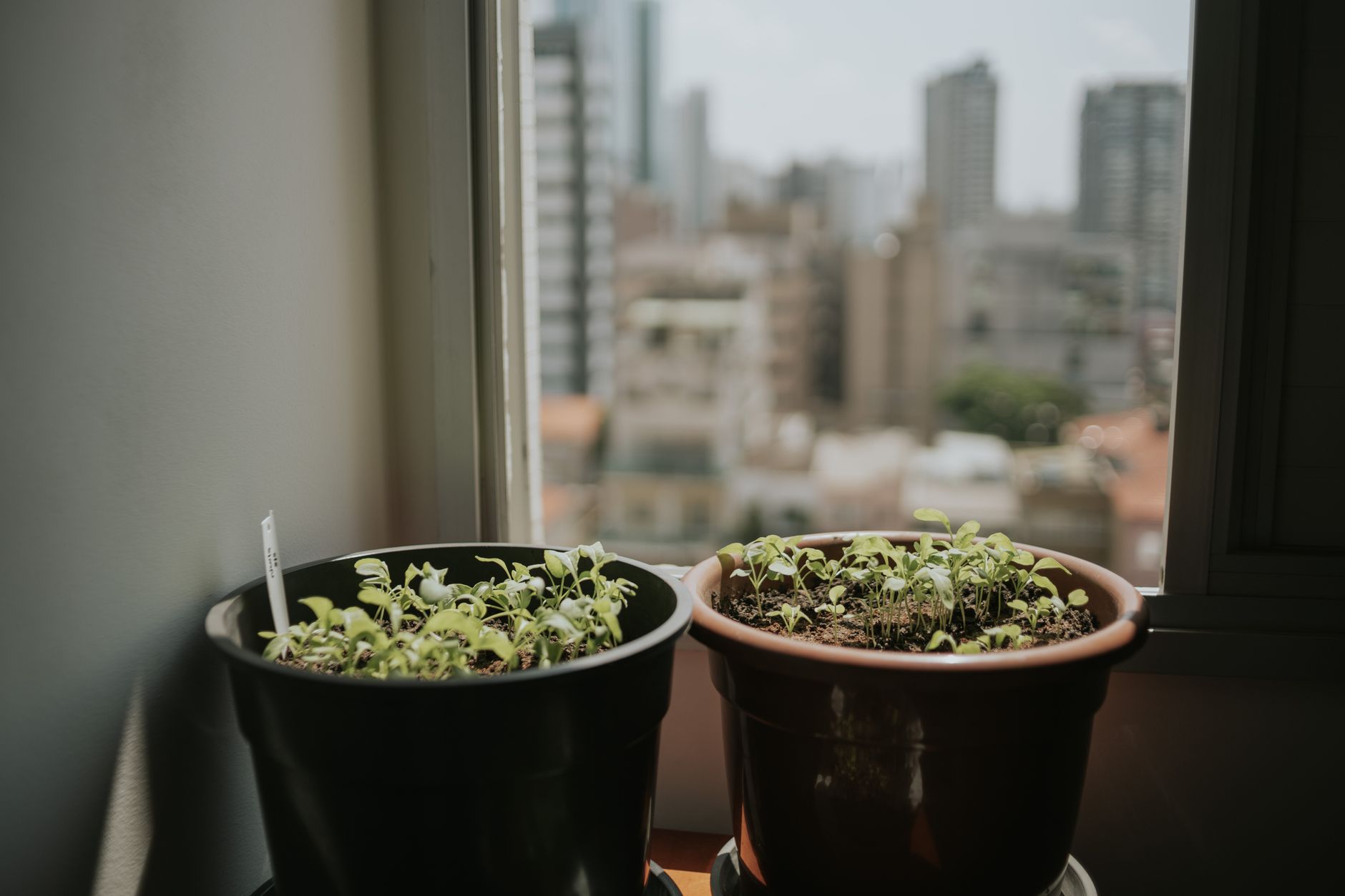 Person talking to a houseplant while checking its leaves and soil for signs of healthy growth