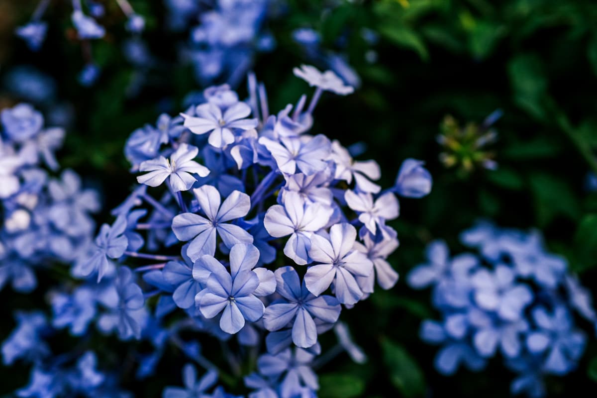 A garden filled with colorful Tennessee native wildflowers and shrubs in a home landscape
