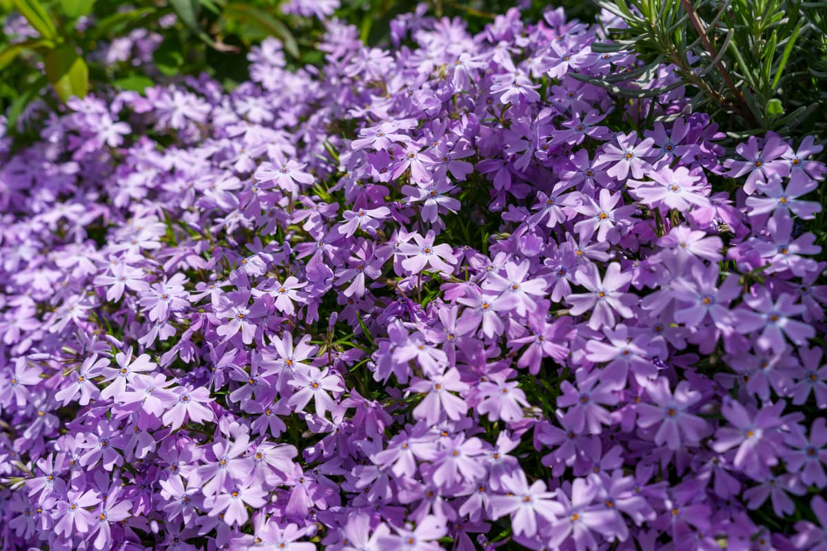 A garden filled with colorful Tennessee native wildflowers and shrubs in a home landscape