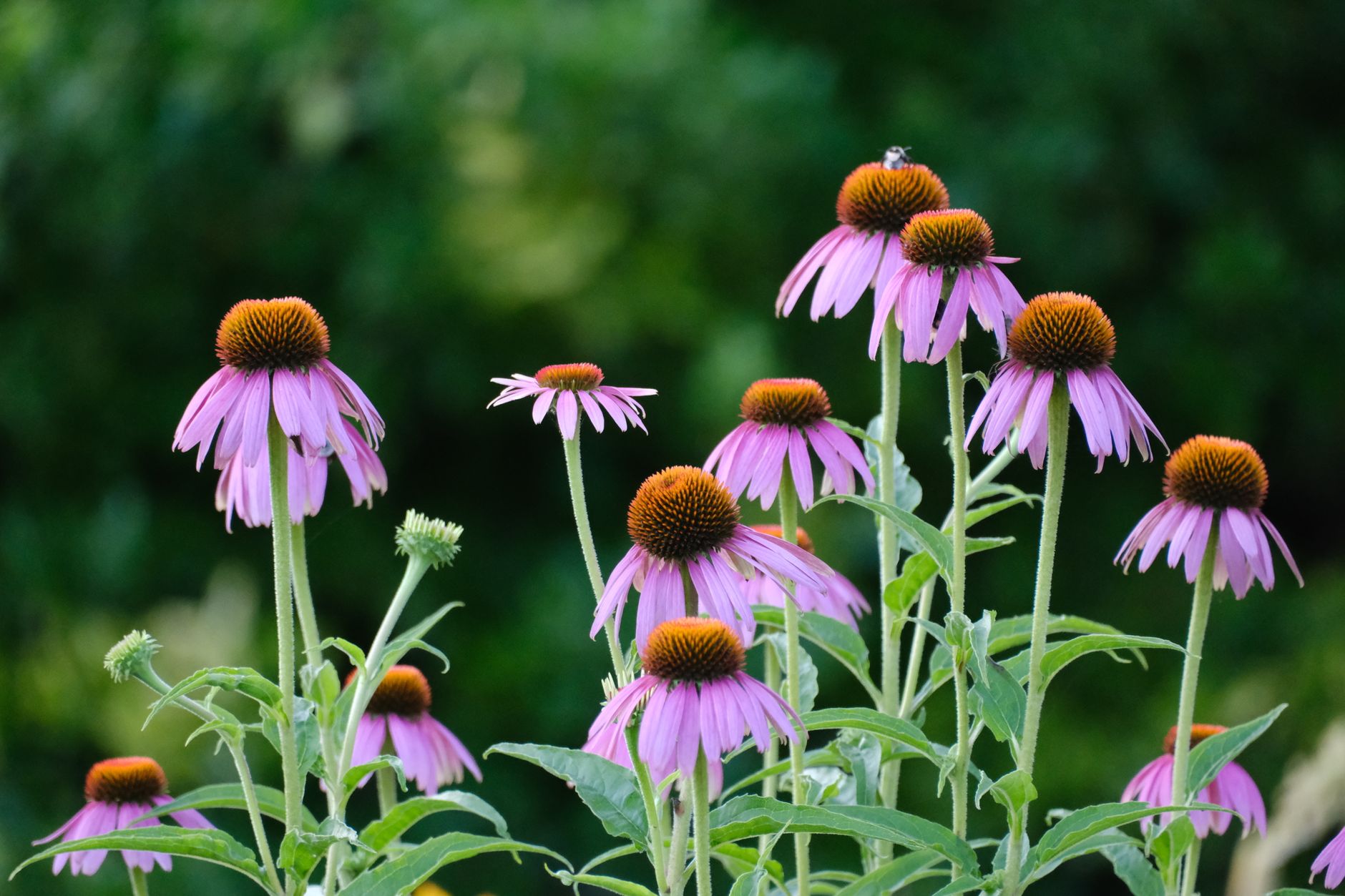 Beautiful pink echinacea flowers in full bloom against a blurred green background.