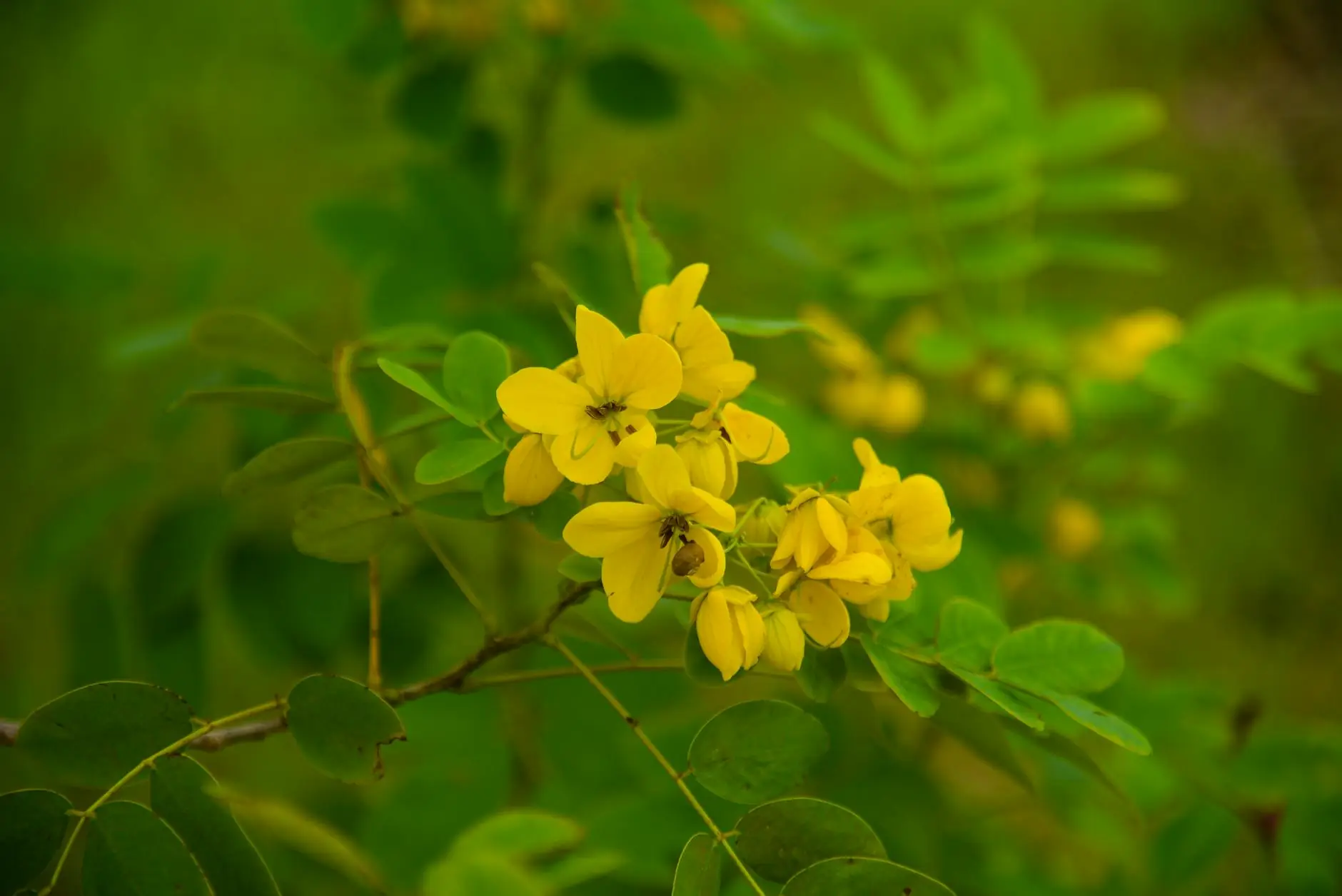 A tree covered in bright yellow blossoms standing in a sunny garden landscape with green grass