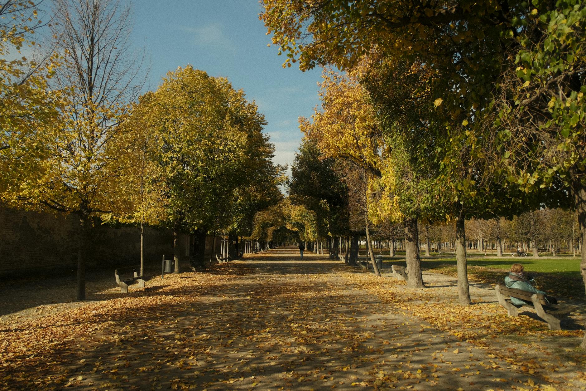 A tree covered in bright yellow blossoms standing in a sunny garden landscape with green grass
