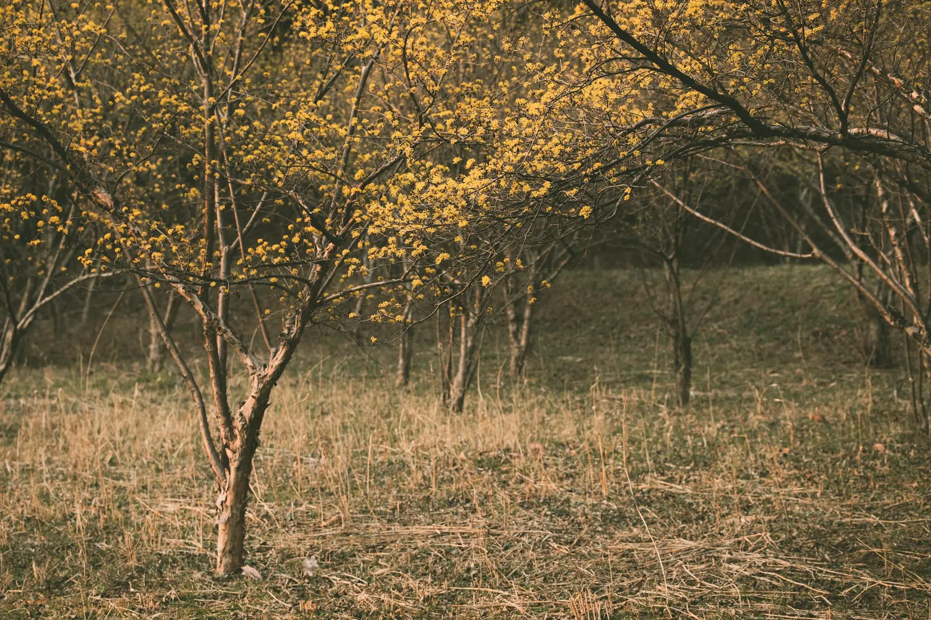 A tree covered in bright yellow blossoms standing in a sunny garden landscape with green grass