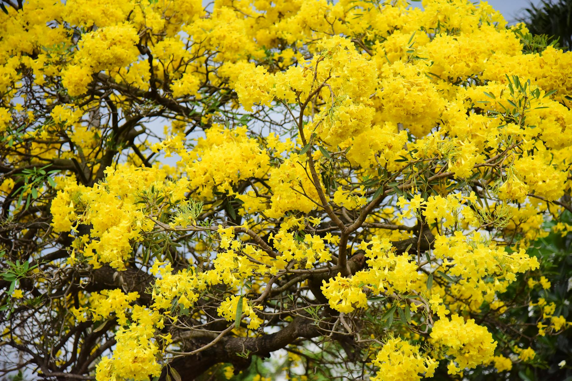Beautiful Tabebuia tree showcasing a vibrant display of yellow blossoms outdoors.