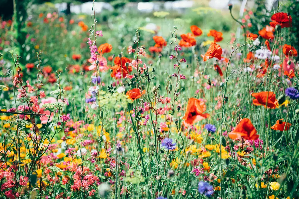 A colorful beginner-friendly flower garden with mixed wildflowers growing in a sunny outdoor space.