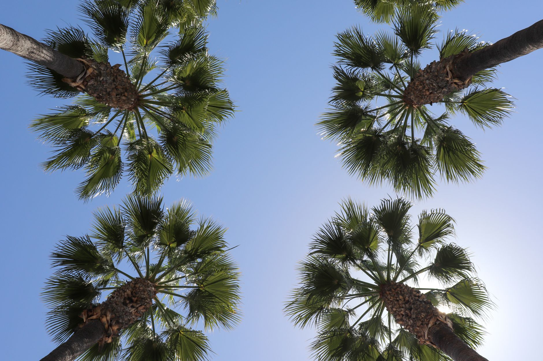 labeled examples of fan palms and feather palms