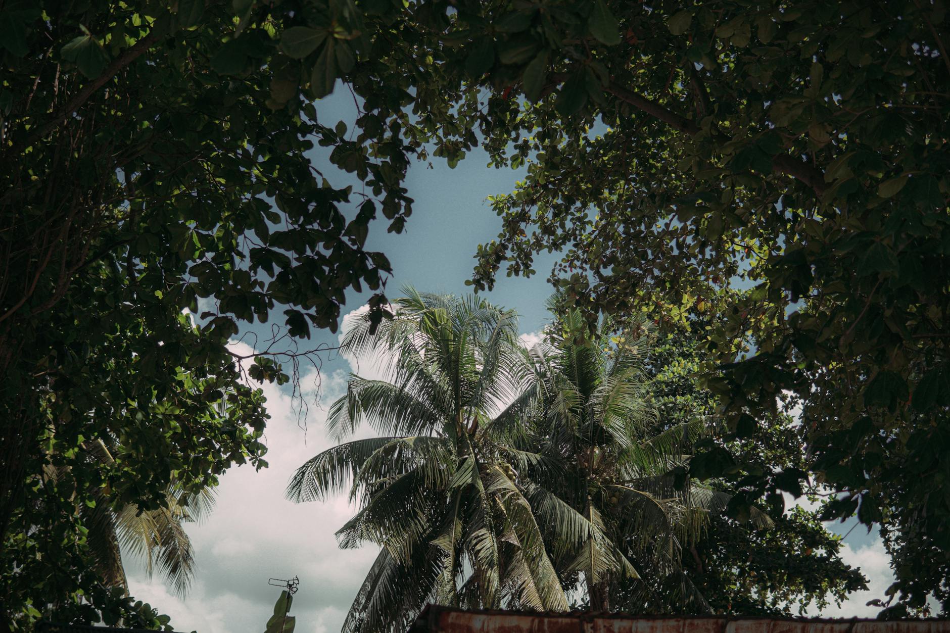 Collection of different palm tree species showing fan and feather leaf shapes in a tropical outdoor landscape