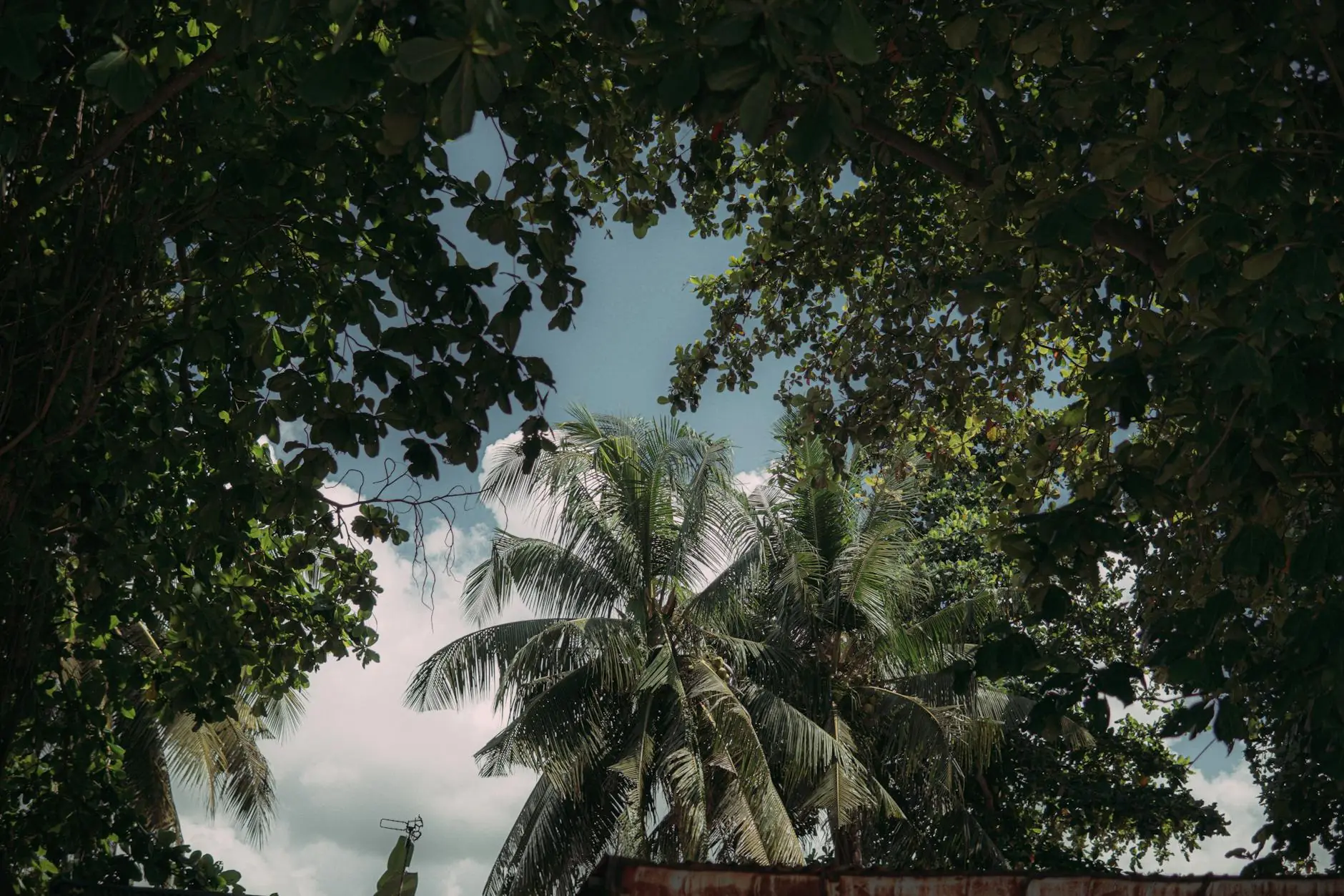 Collection of different palm tree species showing fan and feather leaf shapes in a tropical outdoor landscape