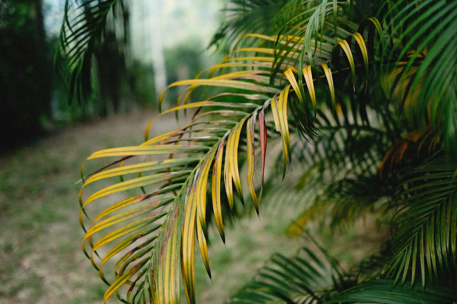 close-up of fan-shaped and feather-shaped palm leaves 