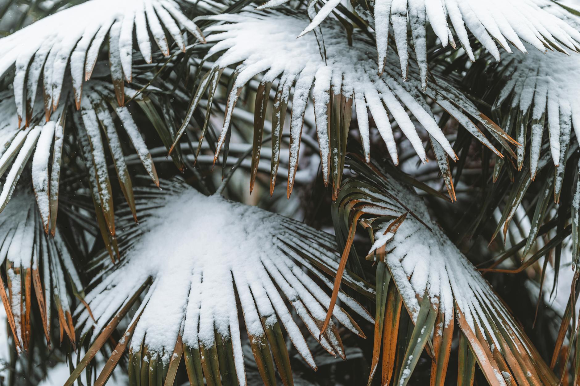 windmill palm in a cold-climate garden or coastal sabal palm